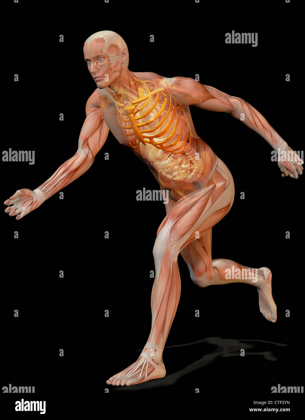 Digitally generated image of running human representation with inner human muscle visible Stock Photo