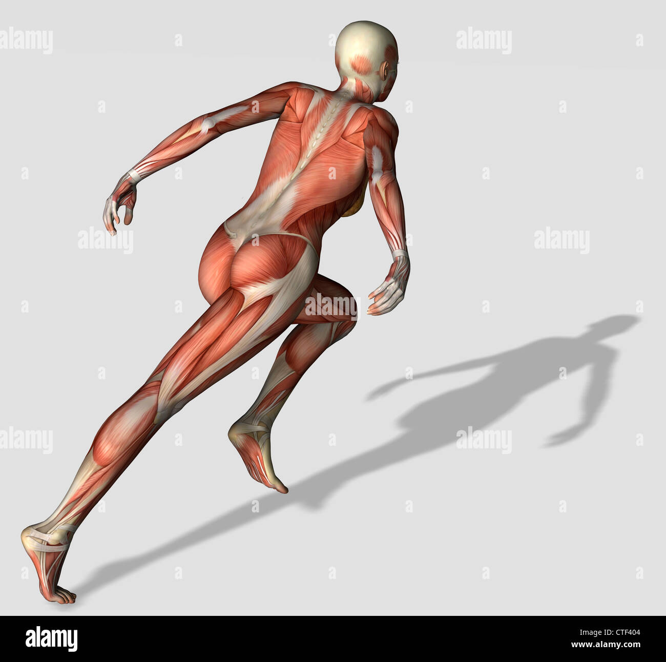 Digitally generated image of running human representation with human muscles visible Stock Photo