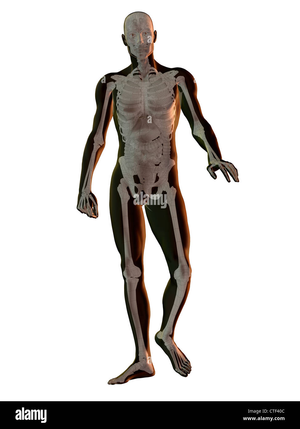 Digitally generated image of walking human representation with human skeleton visible Stock Photo