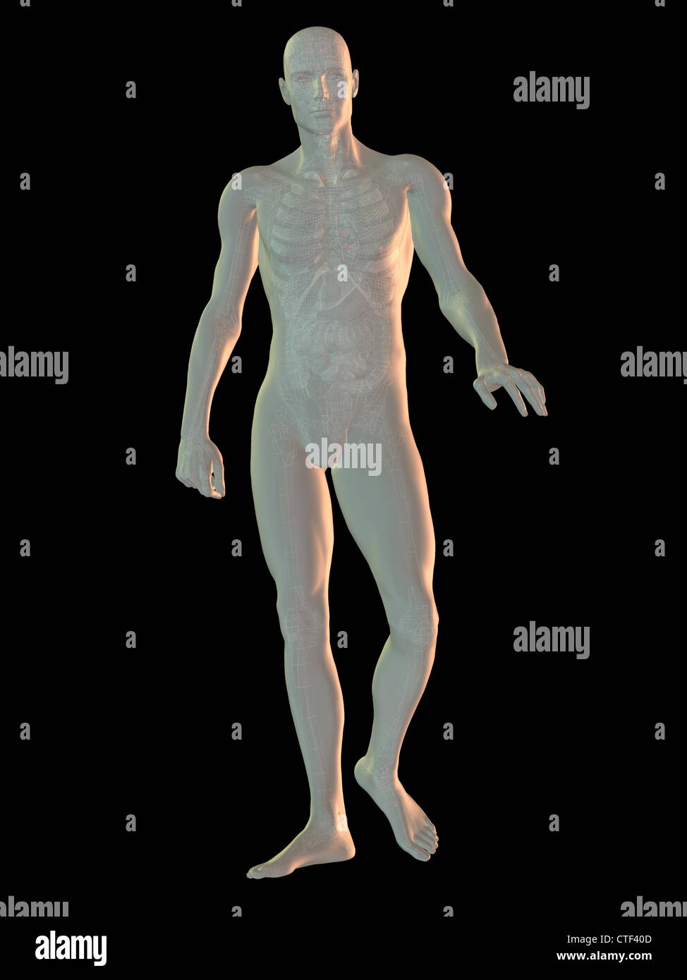 Digitally generated image of walking human representation with inner human organs visible Stock Photo