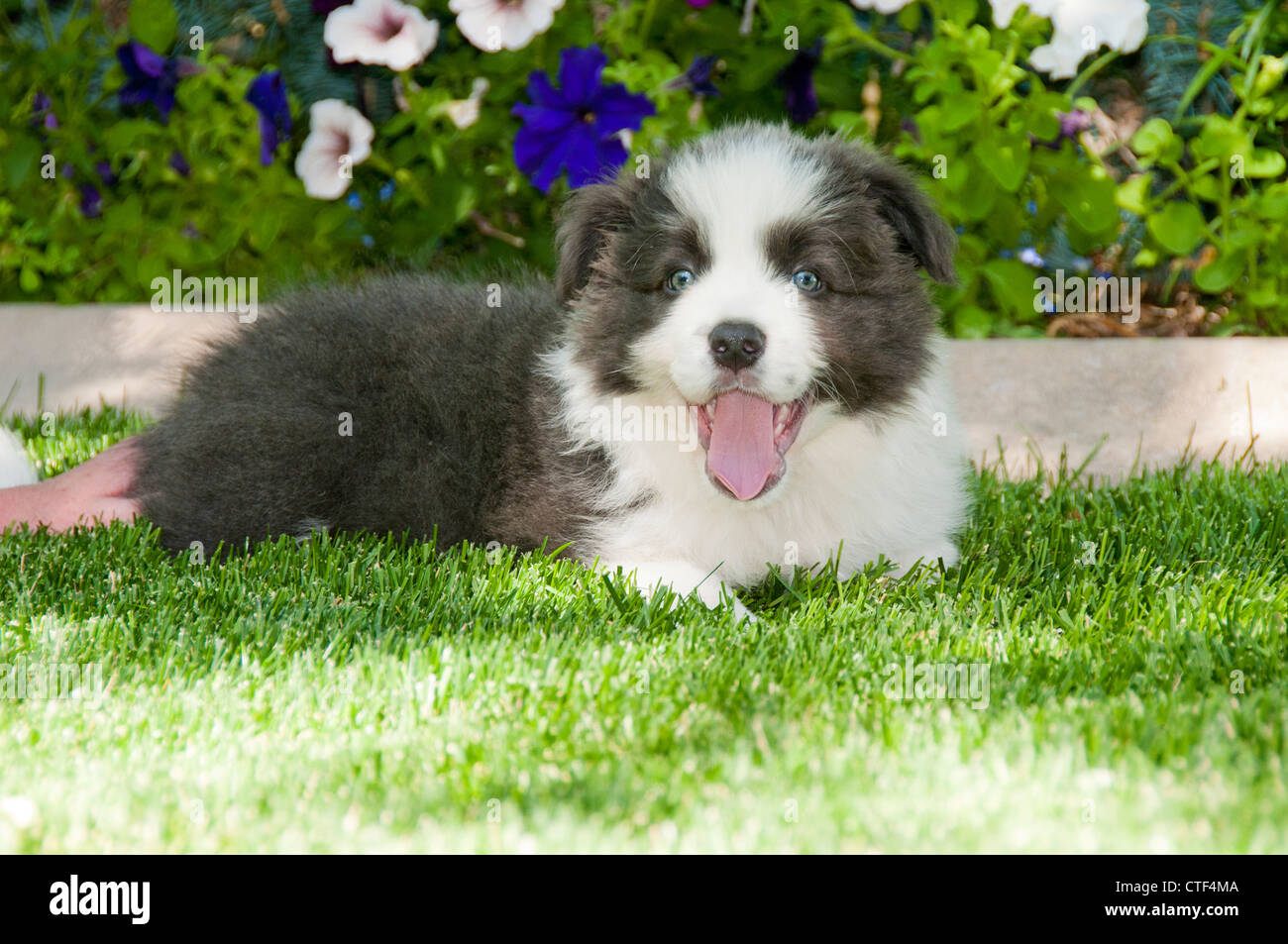Nine-week-old border collie puppy Stock Photo