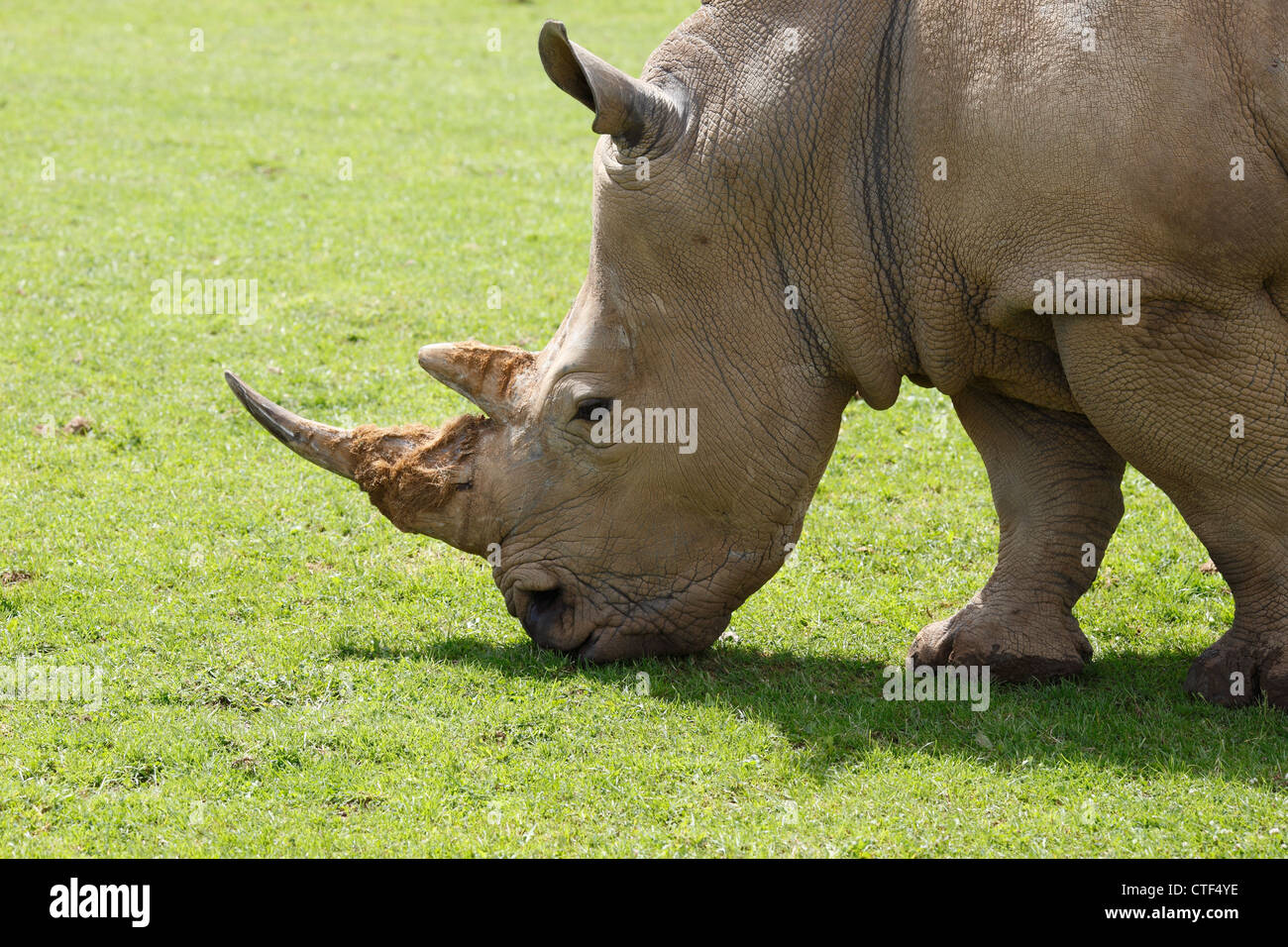 White Rhino Stock Photo