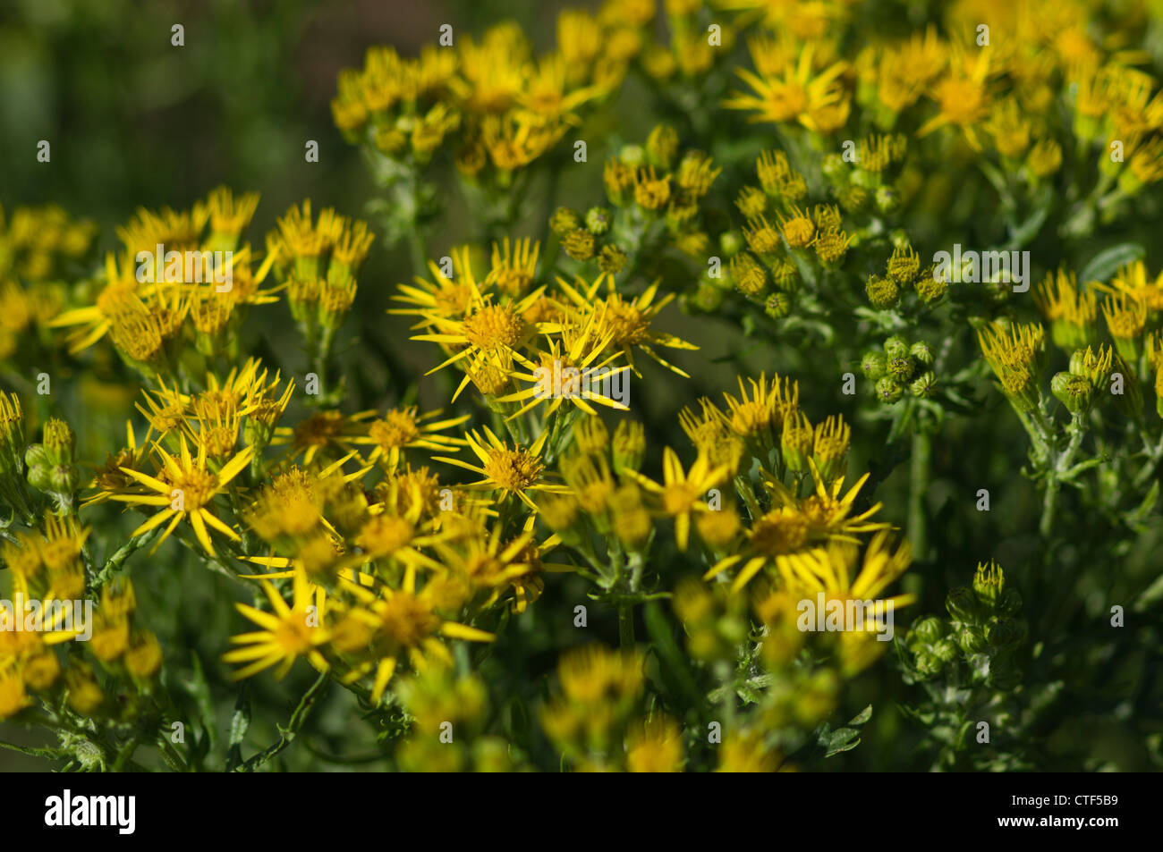 Wild ragwort hi-res stock photography and images - Alamy