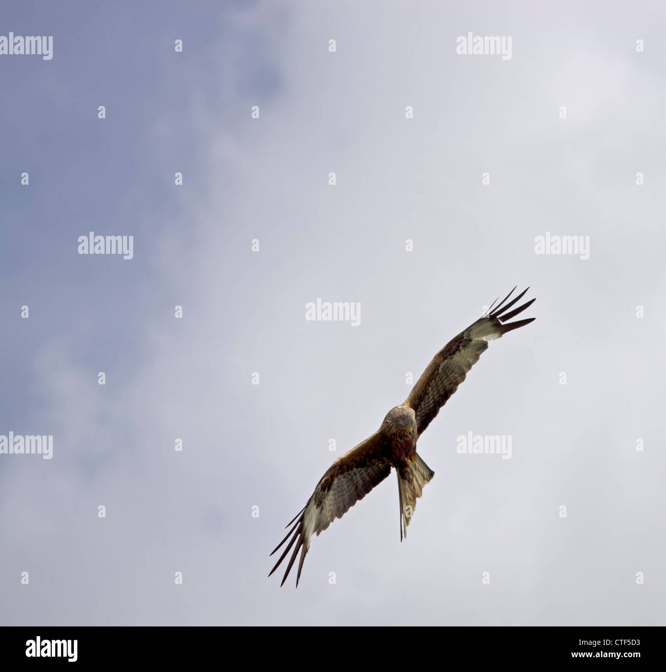 Red Kite bird of prey Stock Photo