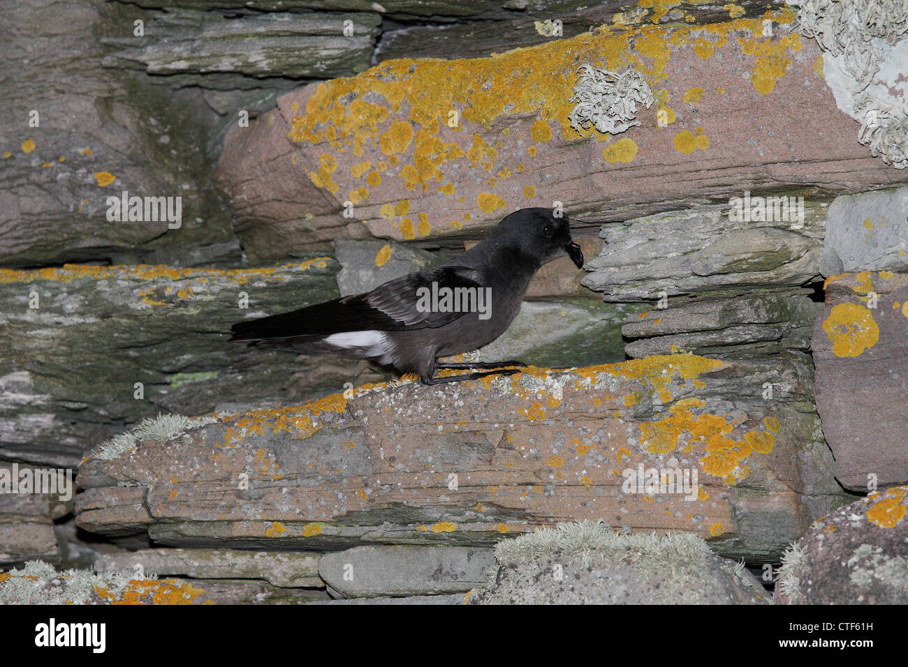 European Storm Petrel Hydrobates pelagicus at breeding site Mousa RSPB ...