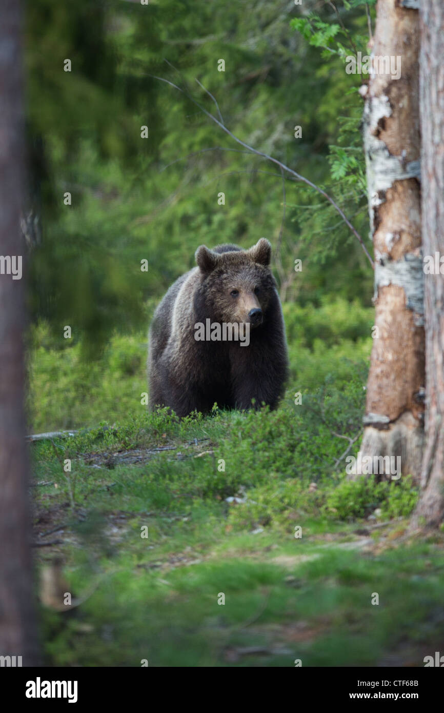 Brown bear in a forest Stock Photo - Alamy