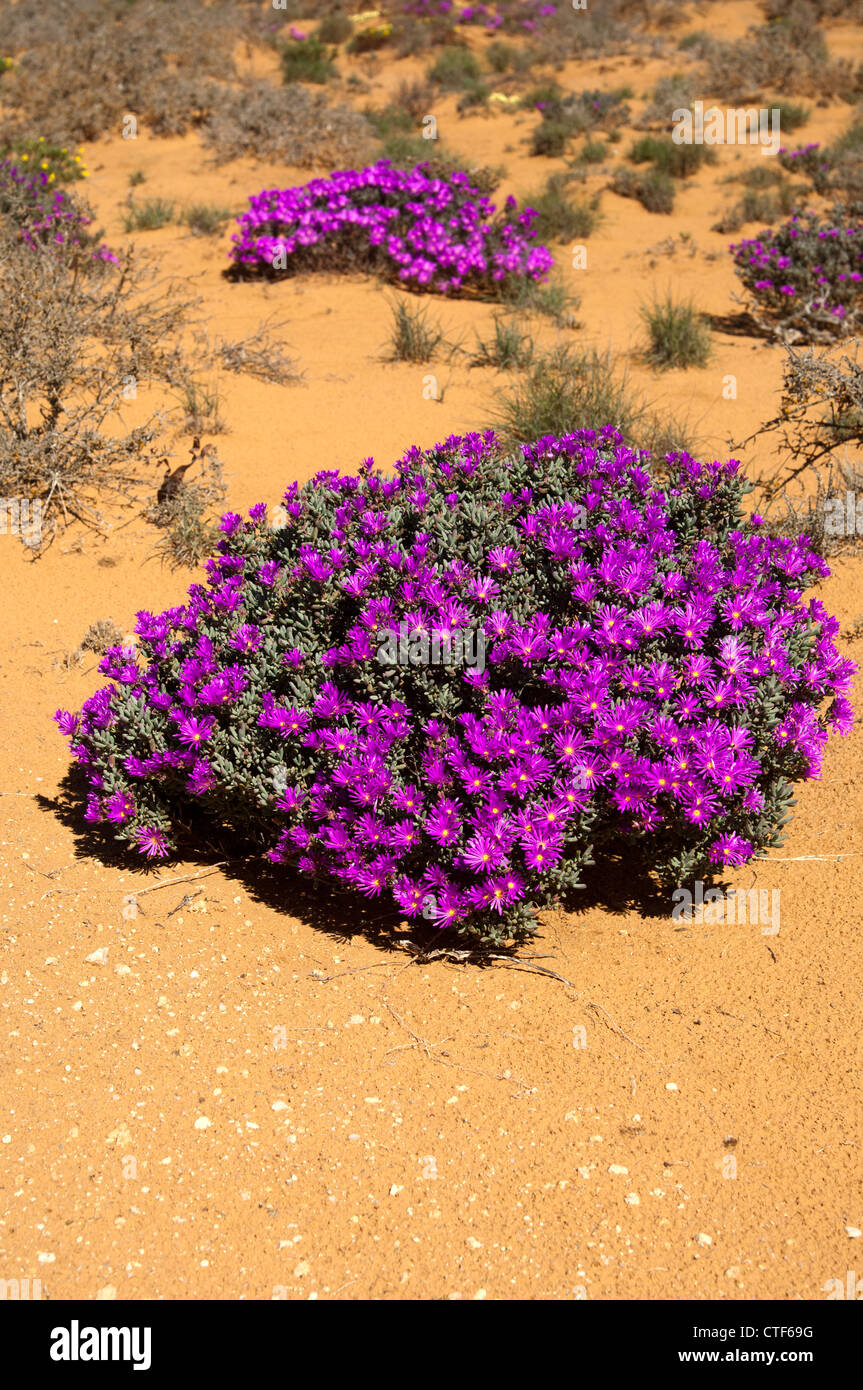 Cushion of Rosae Ice Plant, Drosanthemum hispidum, Namaqualand, South Africa Stock Photo
