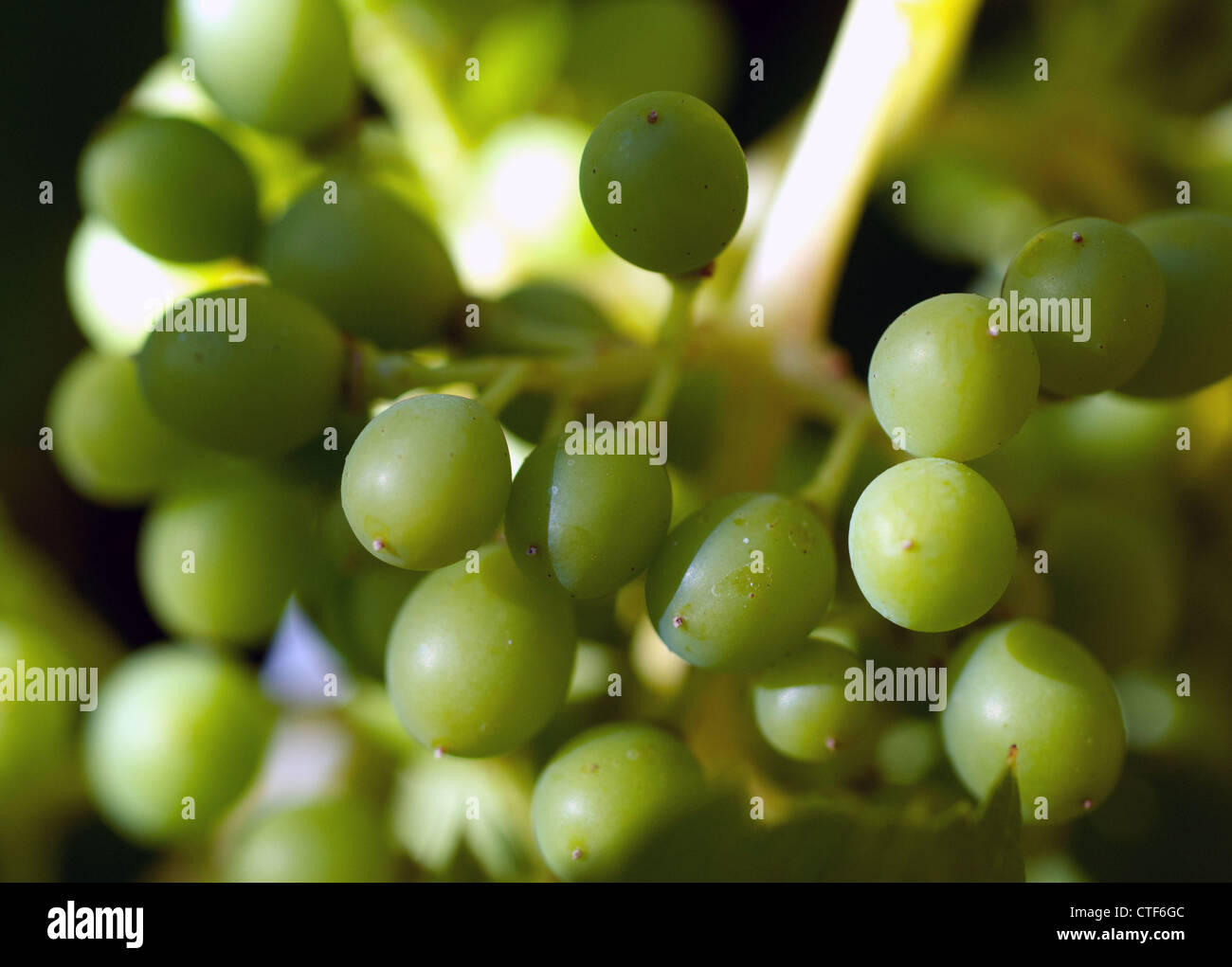 vine, grapes Stock Photo