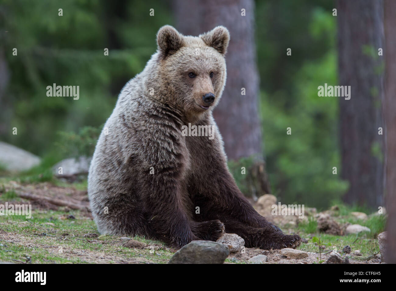 Brown bear in a forest Stock Photo - Alamy