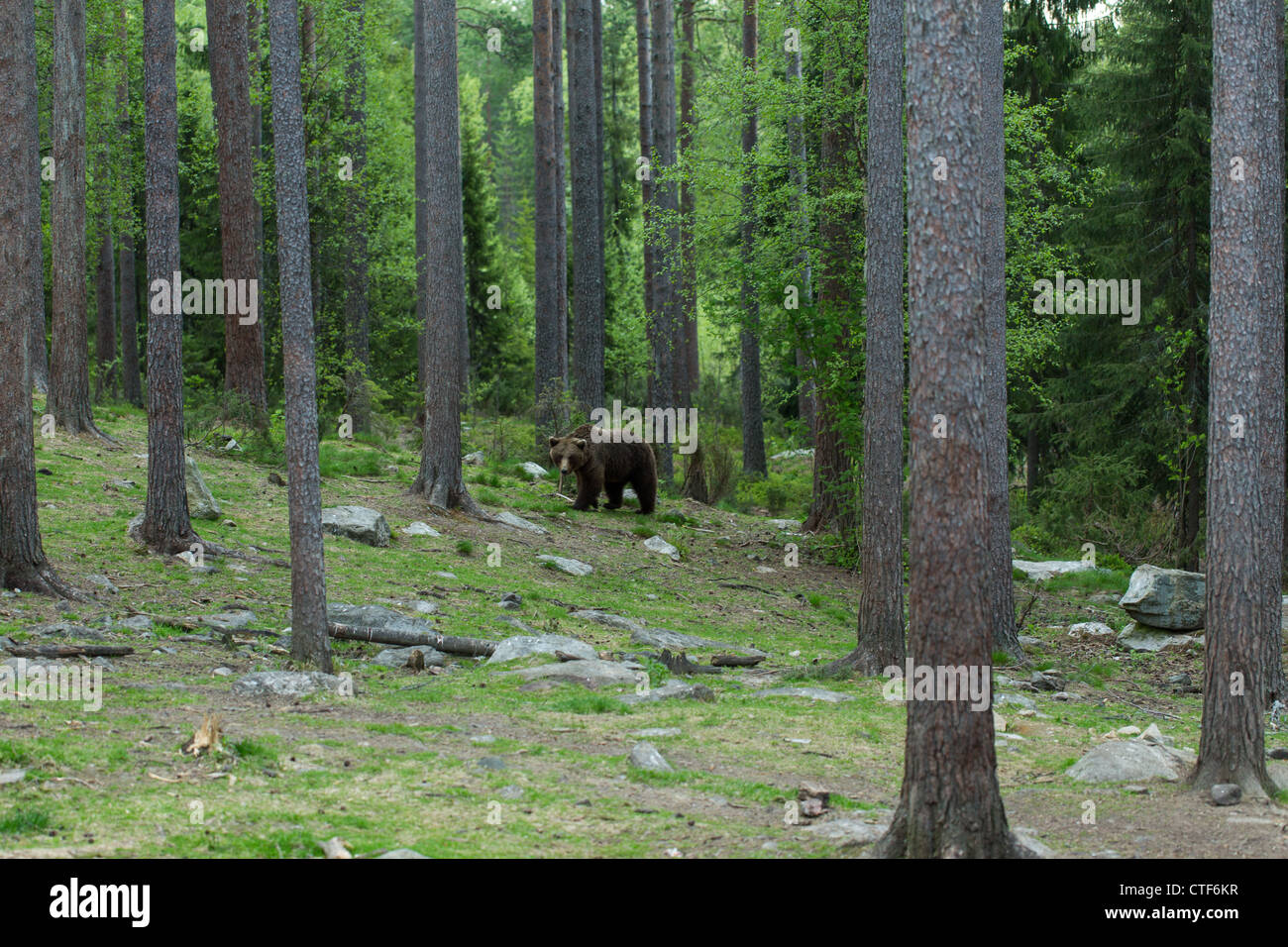 Brown bear in a forest Stock Photo - Alamy