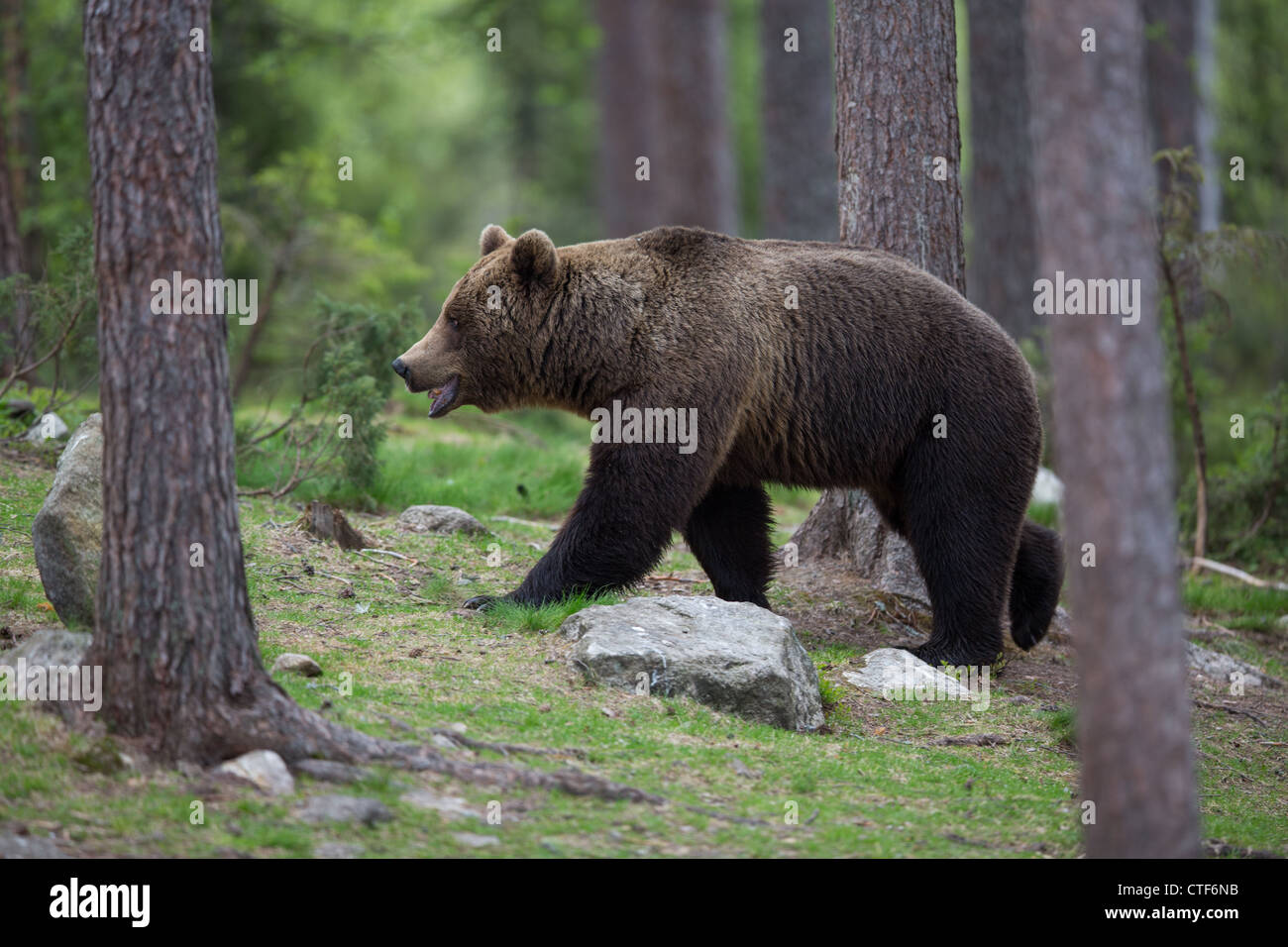 Brown bear in a forest Stock Photo - Alamy