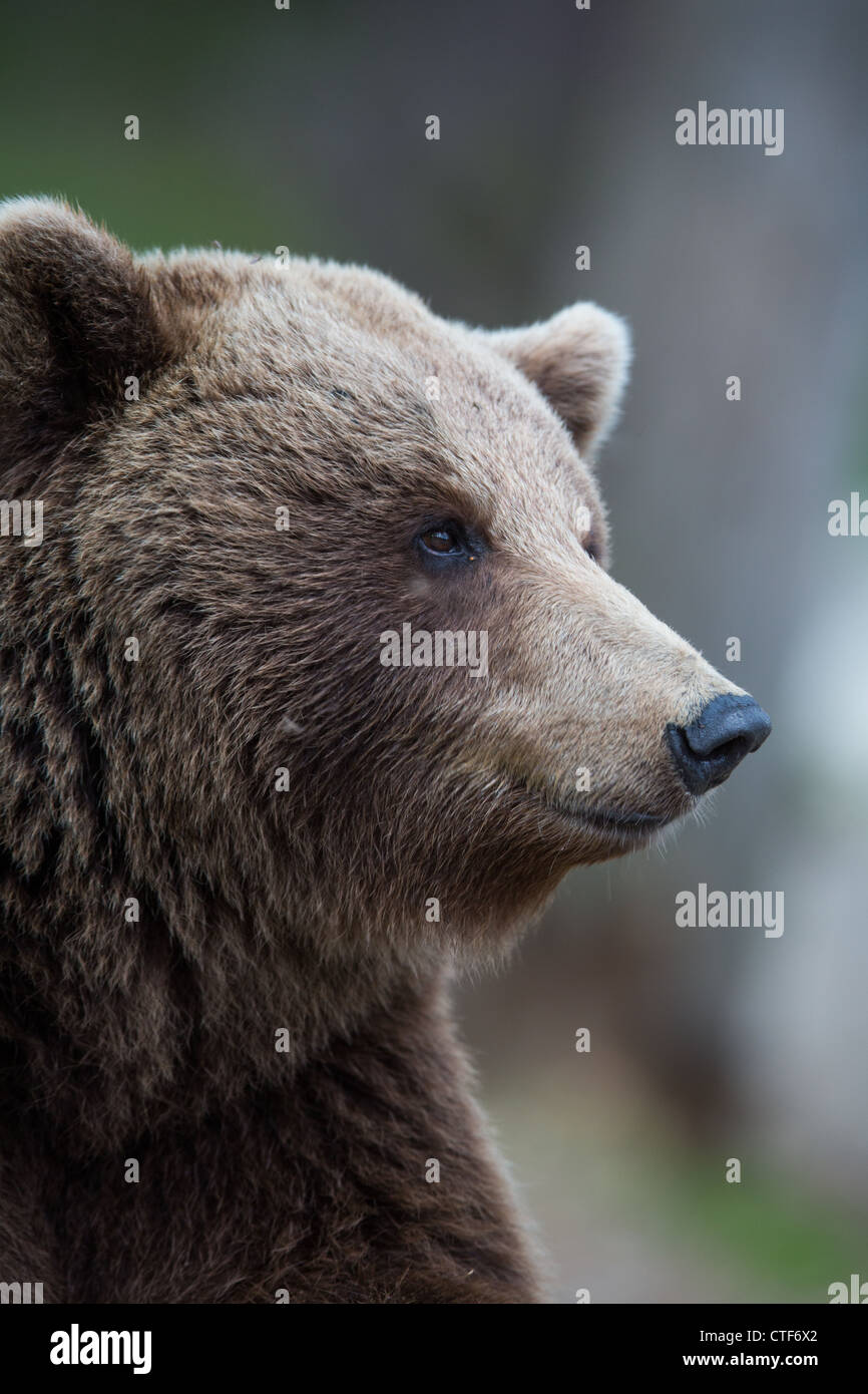 Brown bear in a forest Stock Photo - Alamy