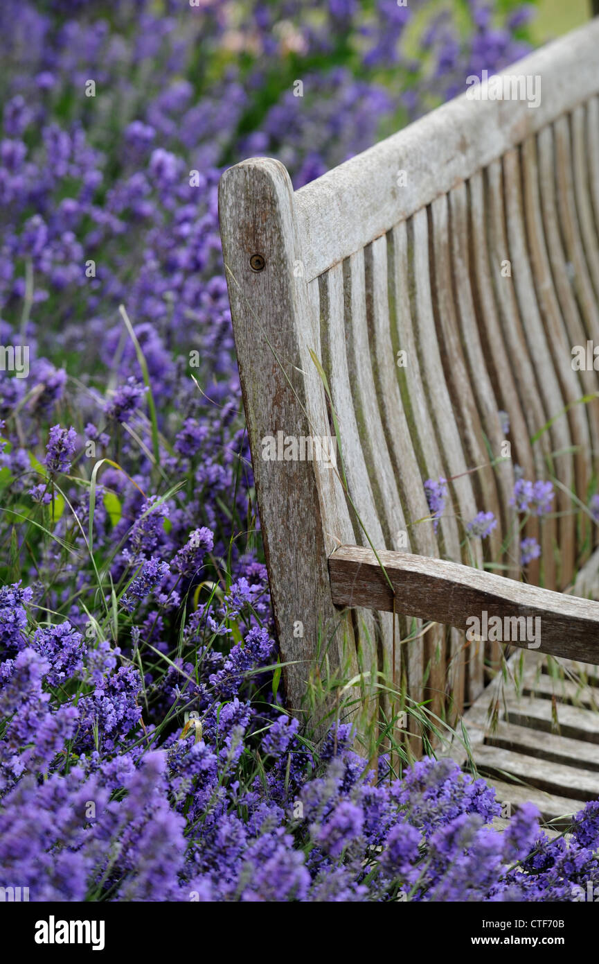 A garden bench surrounded by lavender in an English garden UK Stock Photo