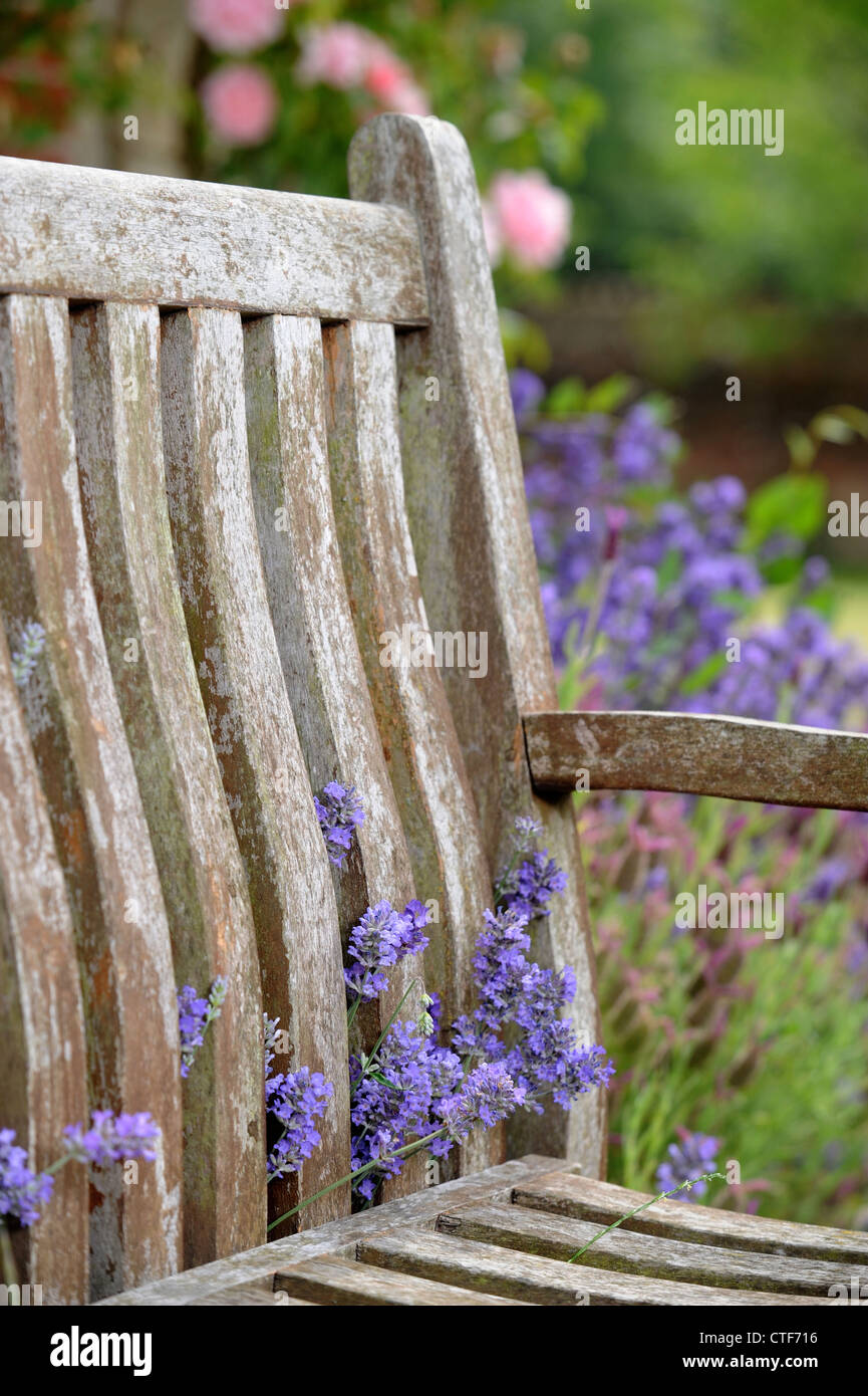 A garden bench surrounded by lavender in an English garden UK Stock Photo