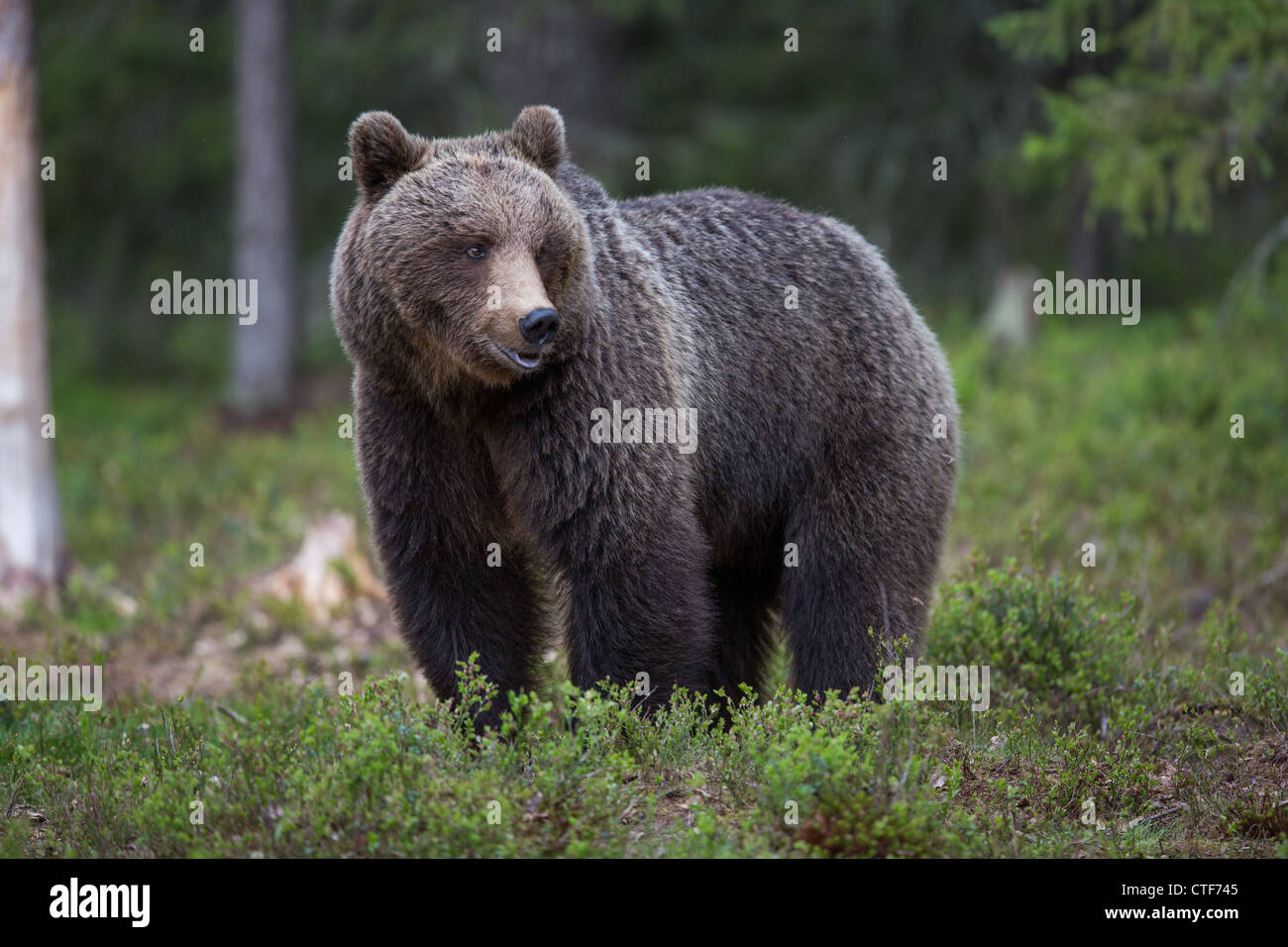 Brown bear in a forest Stock Photo - Alamy