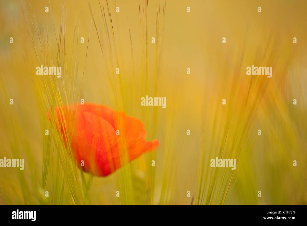 Fine art flower photography hi-res stock photography and images - Alamy