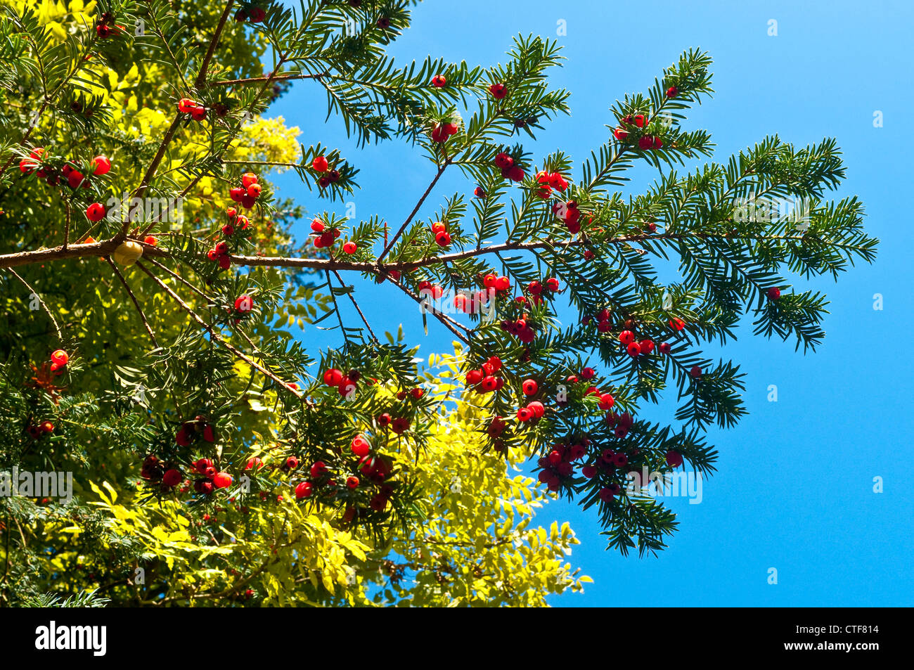 Branch of Yew tree with berries - France. Stock Photo
