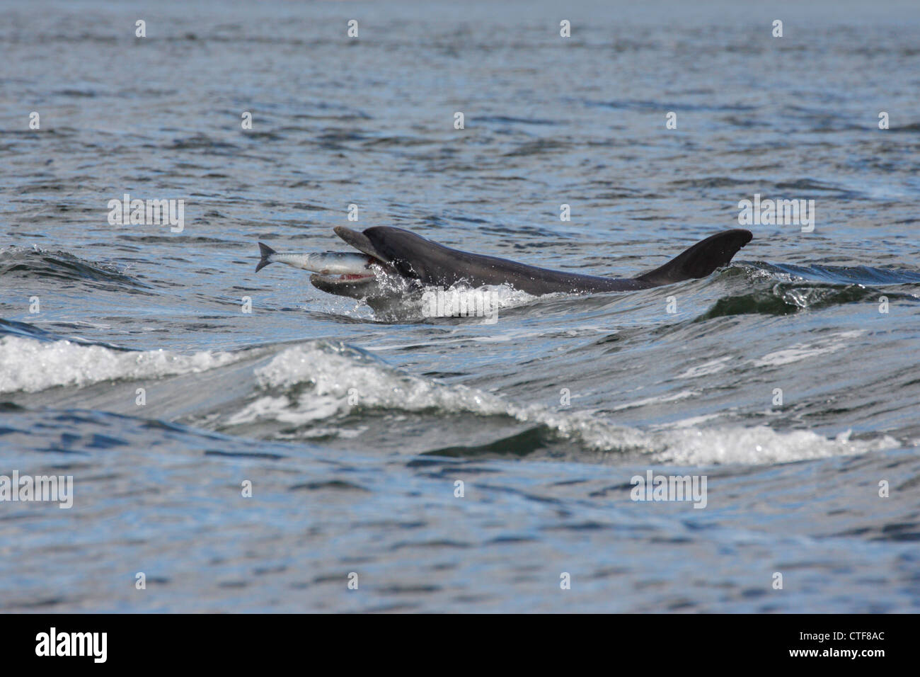 Bottlenose Dolphin (Tursiops truncatus) eating a salmon, Moray Firth, Scotland Stock Photo