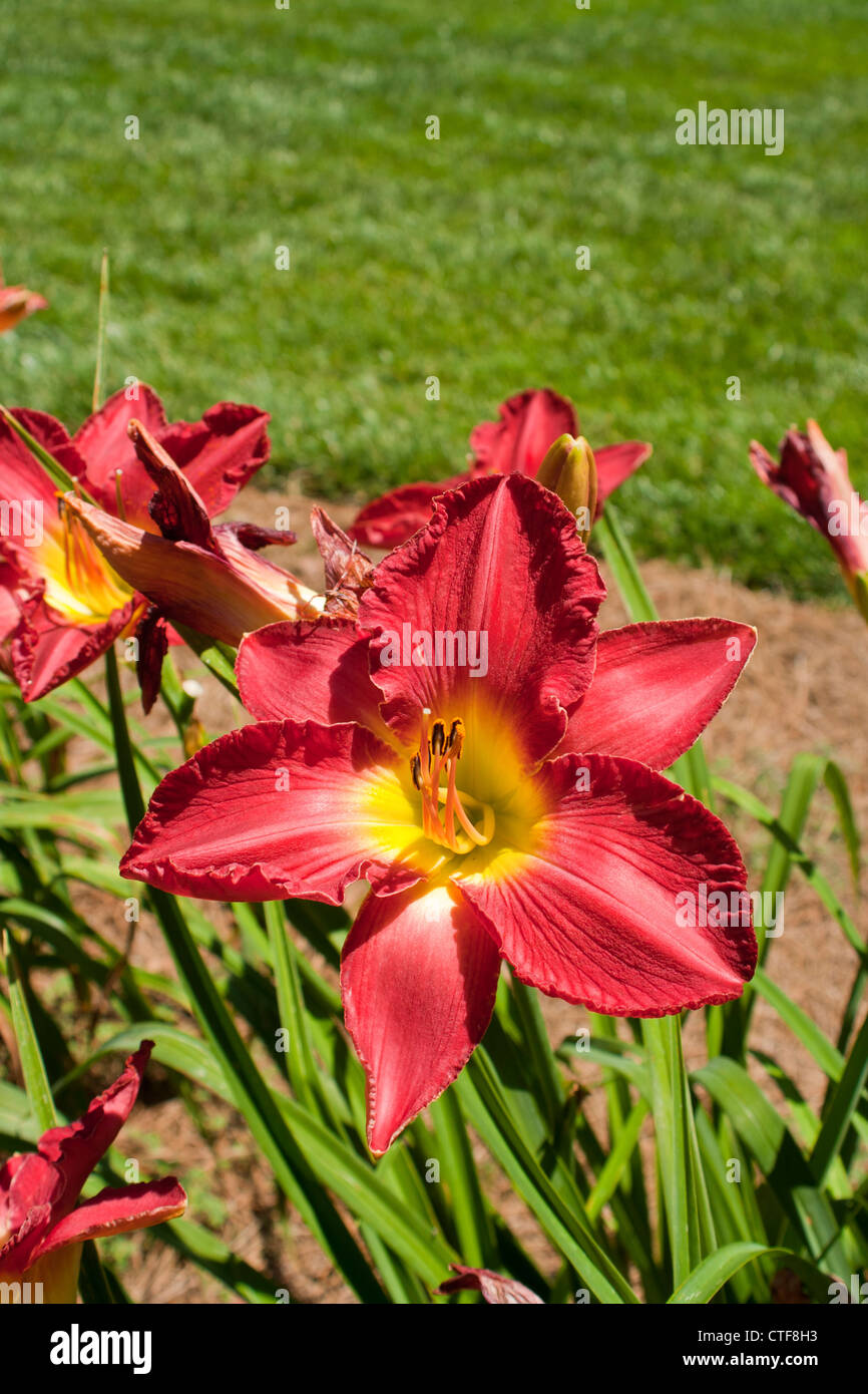 Day lily blossom,Gibbs Gardens near Atlanta USA, park like