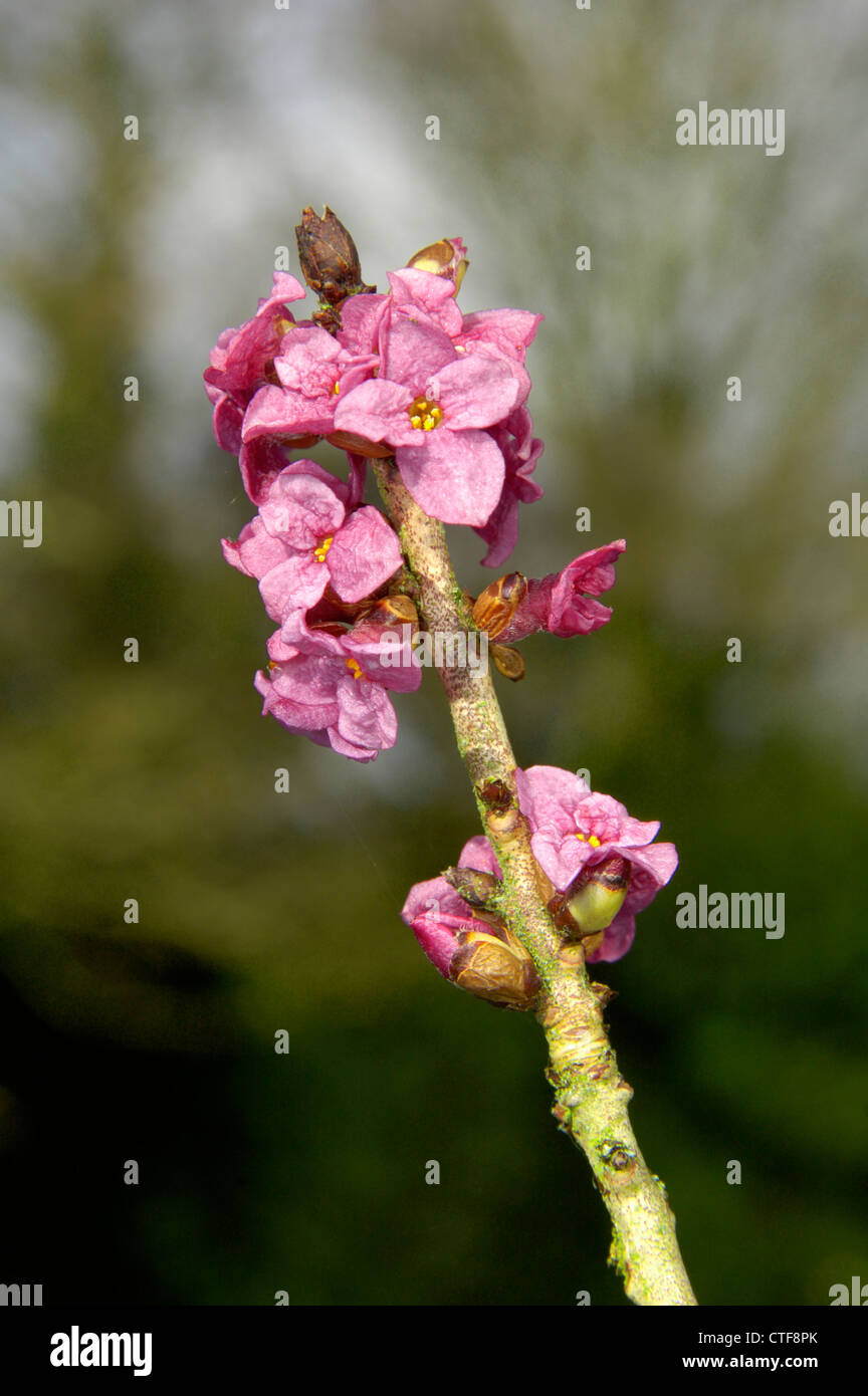 MEZEREON Daphne mezereum (Thymelaeaceae) Stock Photo