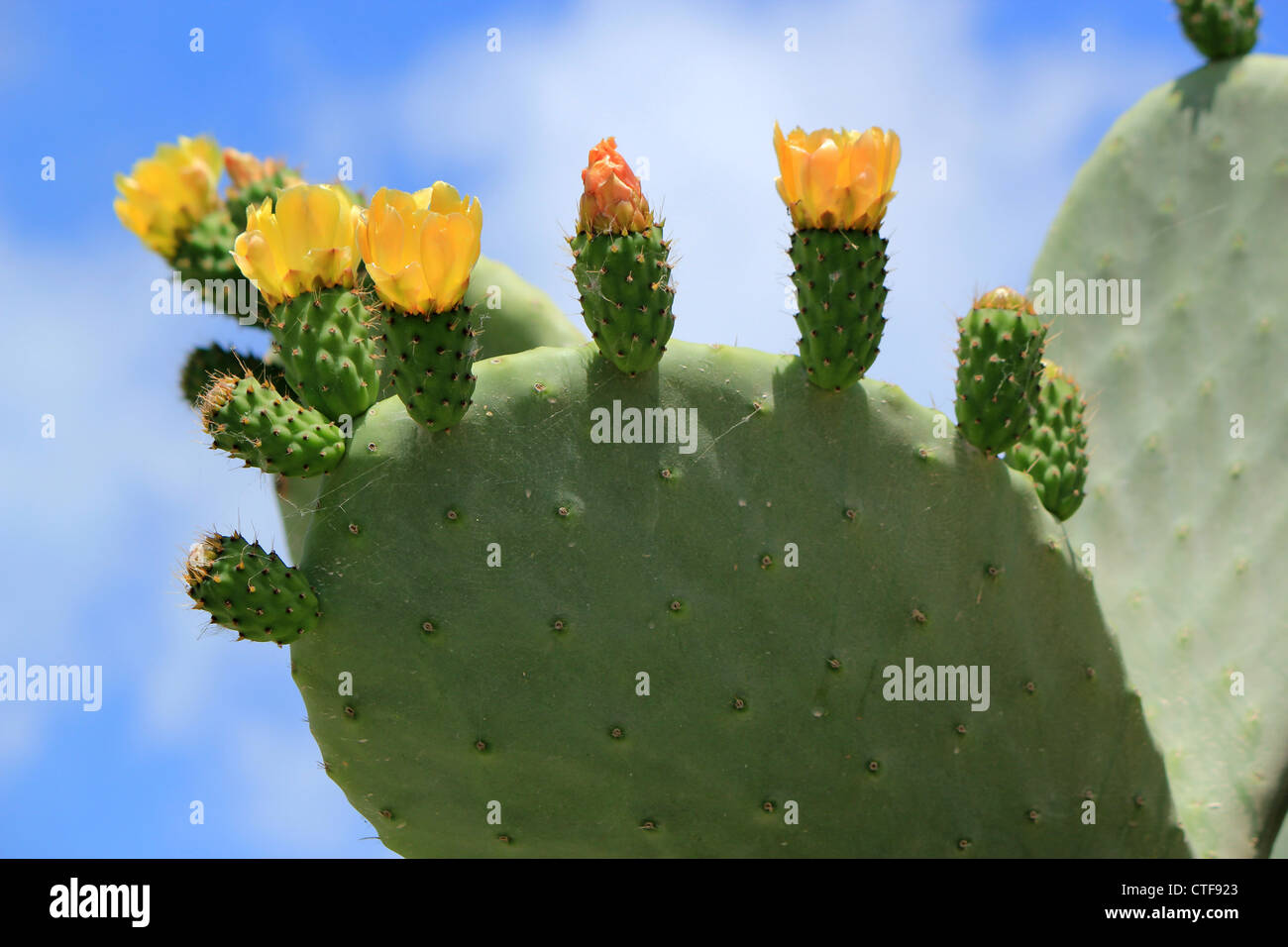 Chumbera nopal cactus plant with flowers at Santorini, Greece Stock Photo