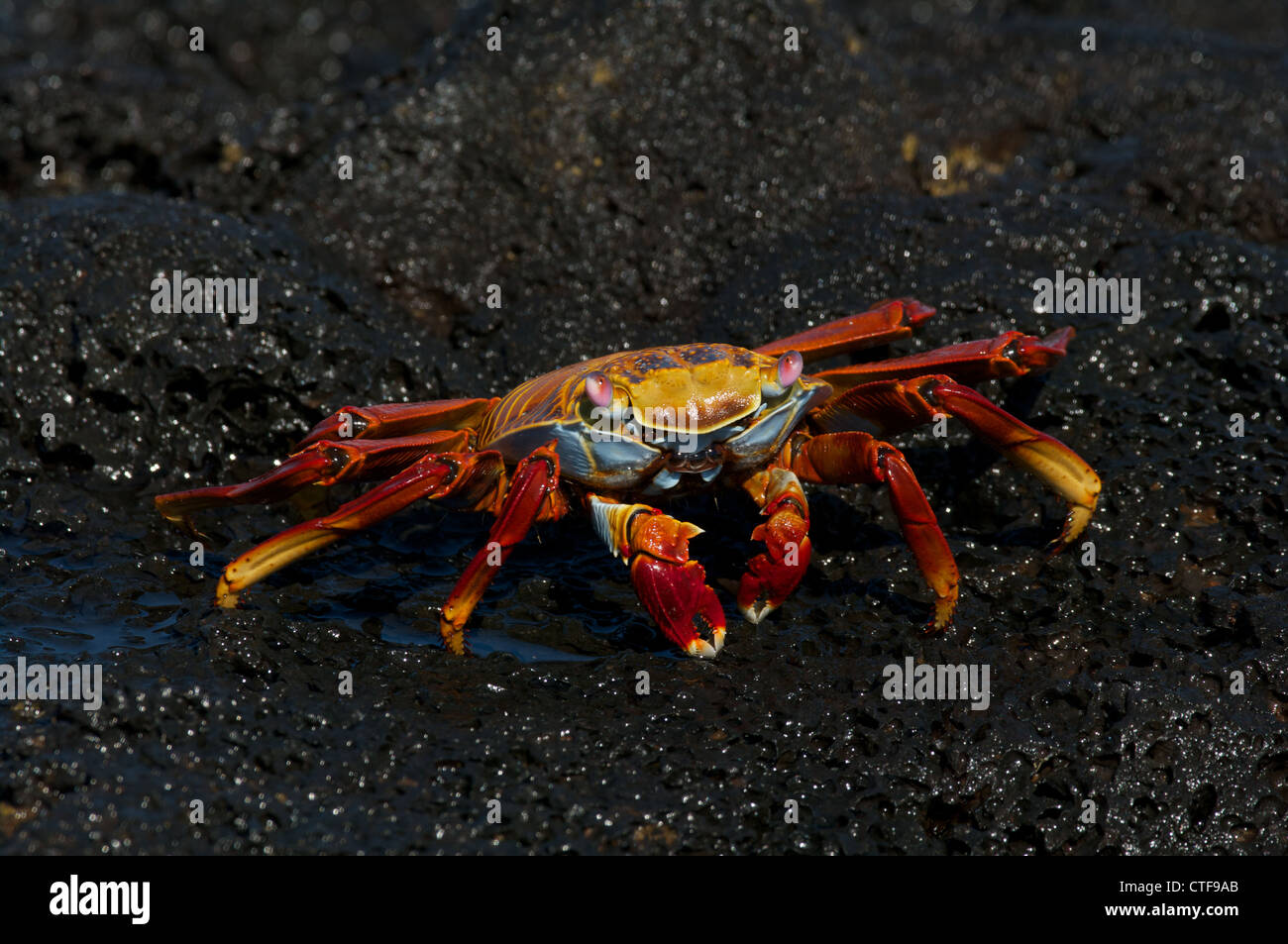 A Sally Lightfoot Crab (Grapsus grapsus) on the volcanic shoreline of Sombrero Chino Islet in the Galapagos Islands, Ecuador. Stock Photo