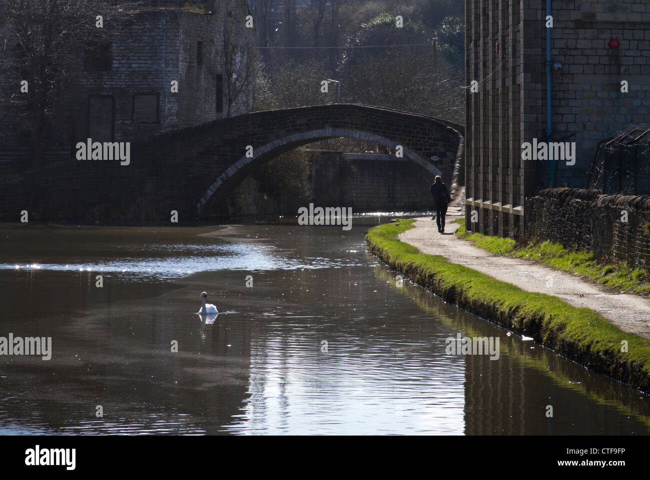 Swan swimming on the Leeds Liverpool Canal, Shipley. Stock Photo