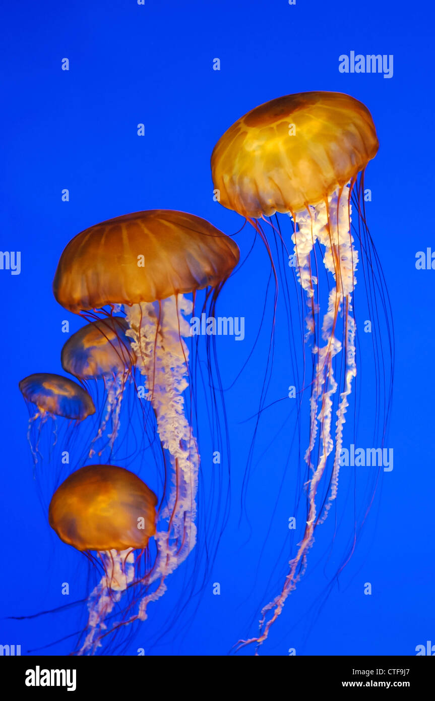 Jellyfish in blue water, Quallen in blauem Wasser Stock Photo