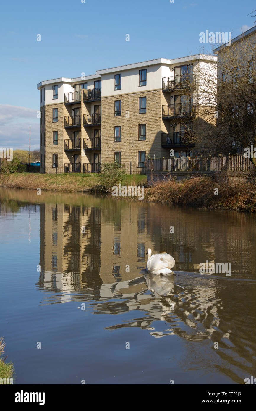 Swan swimming on the Leeds Liverpool Canal, by Amber Wharf apartments
