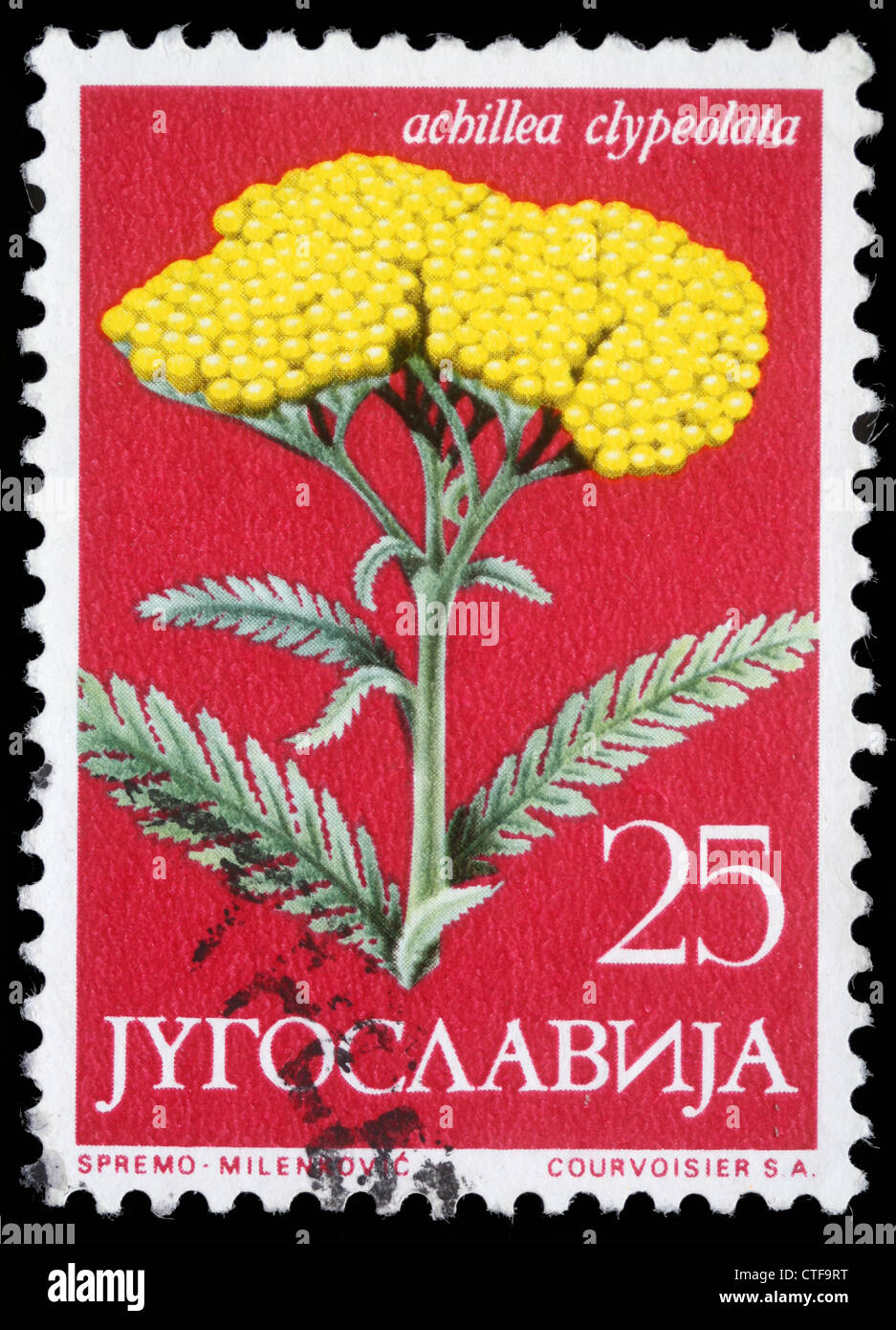 YUGOSLAVIA - CIRCA 1958: A stamp printed in Yugoslavia shows Moonshine Yarrow, series, circa 1958 Stock Photo