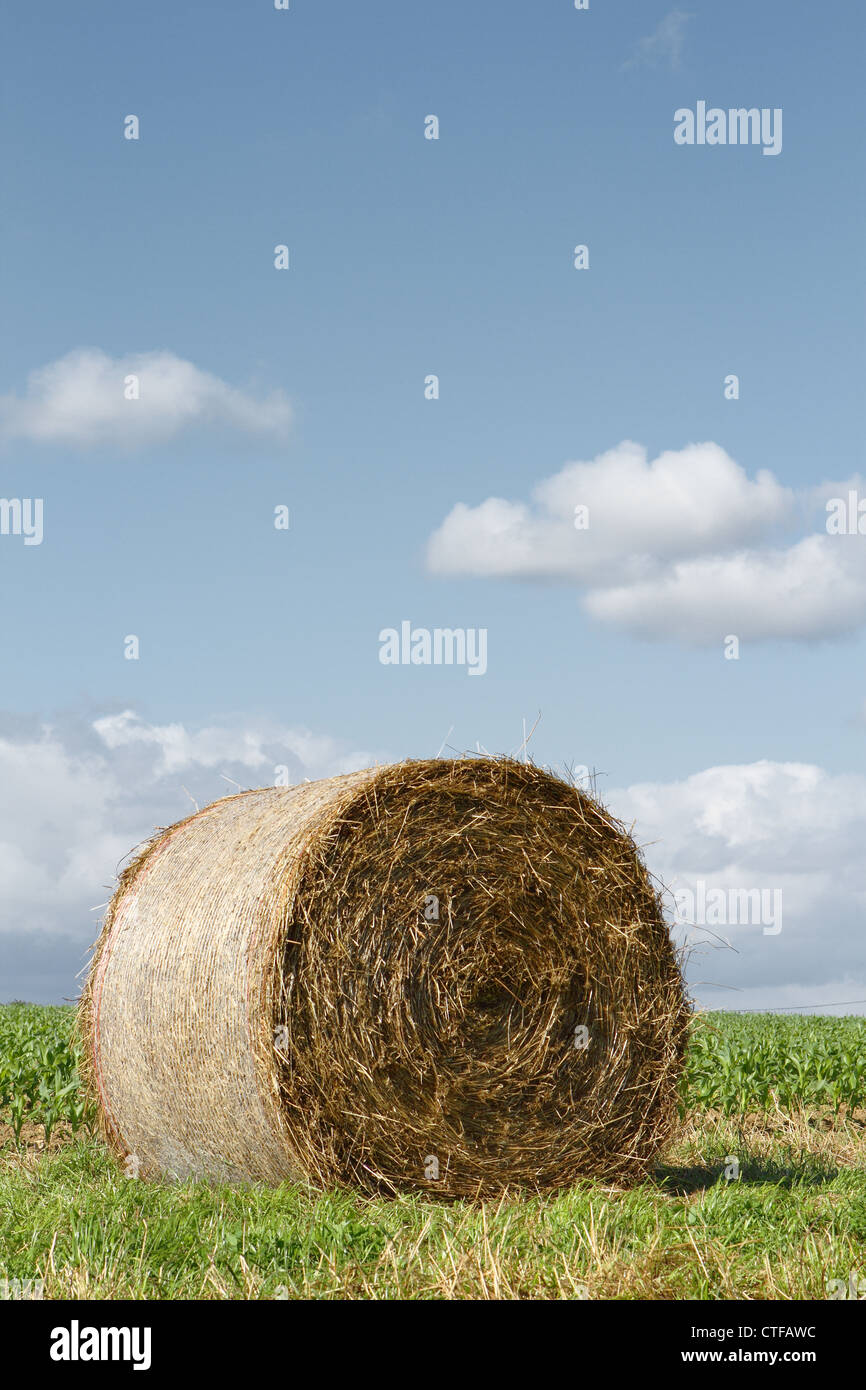Round hay bale Stock Photo