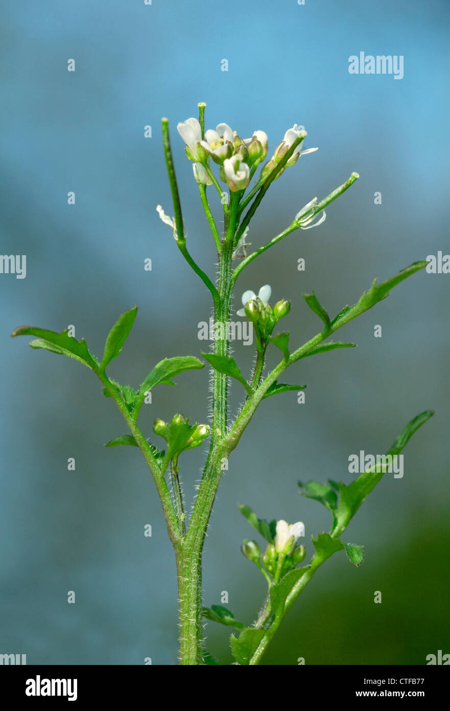 WAVY BITTER-CRESS Cardamine flexuosa (Brassicaceae) Stock Photo