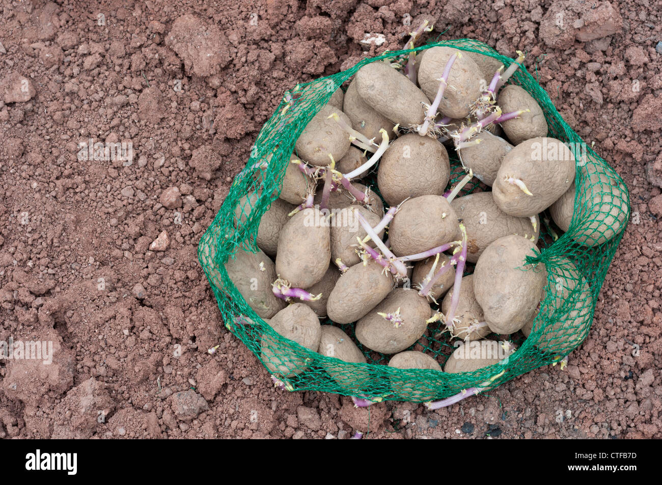 Seed potatoes ready for planting Stock Photo Alamy