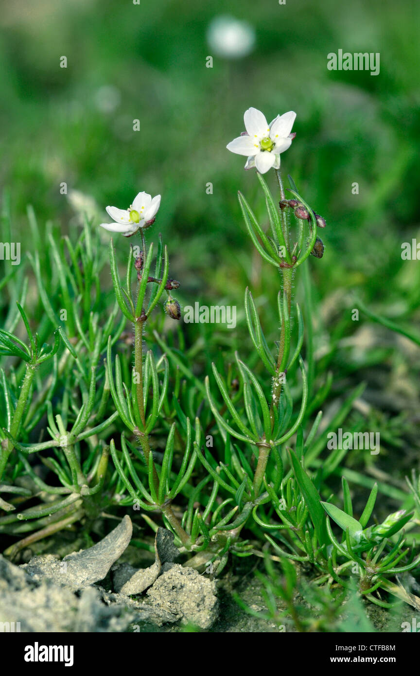 CORN SPURREY Spergula arvensis (Caryophyllaceae) Stock Photo
