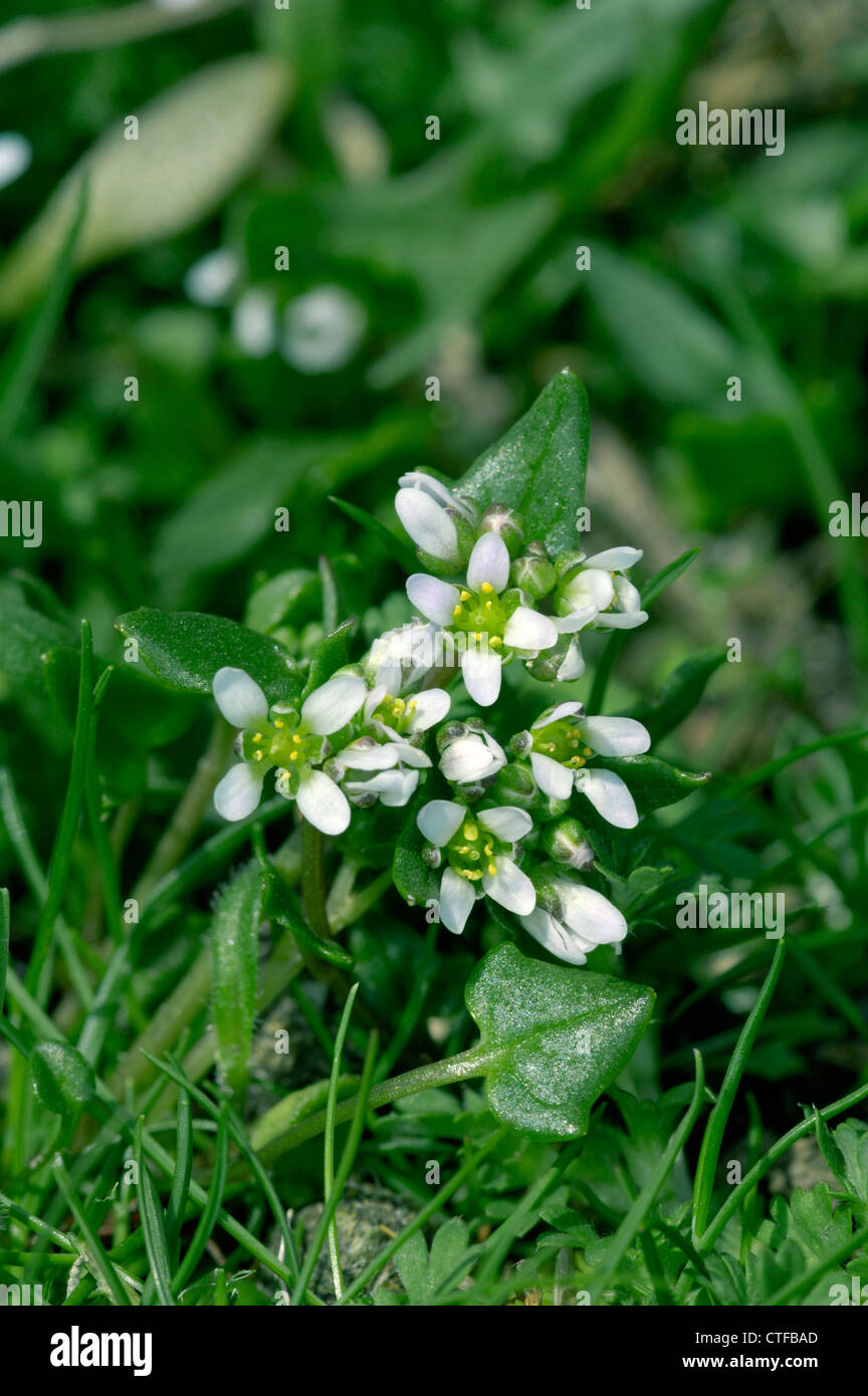 DANISH SCURVYGRASS Cochlearia danica (Brassicaceae) Stock Photo