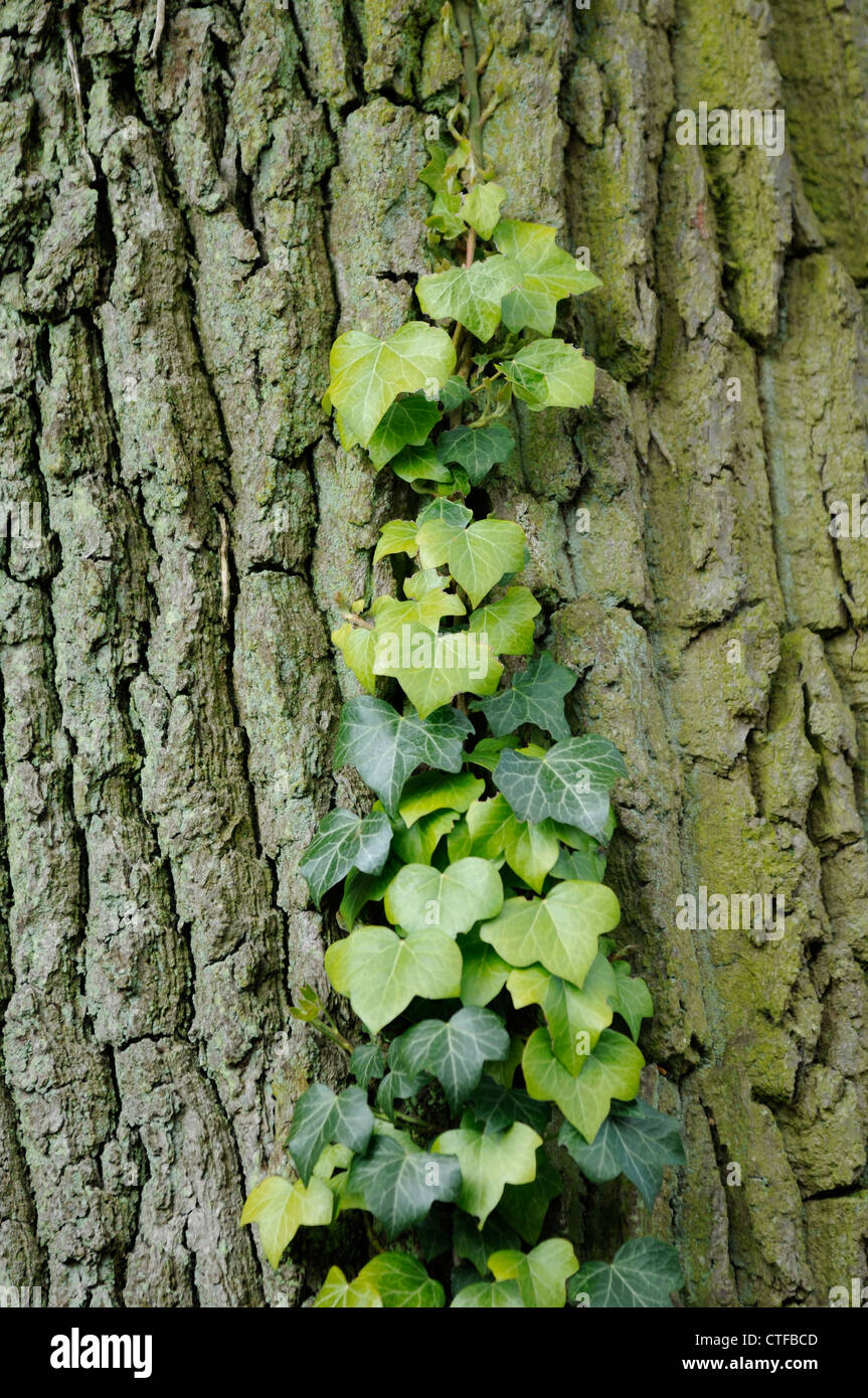 Ivy on oak tree bark Stock Photo