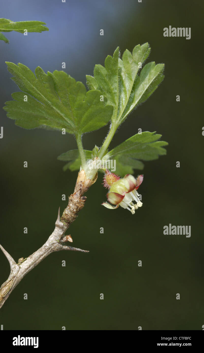 GOOSEBERRY Ribes uva-crispa (Grossulariaceae) Stock Photo