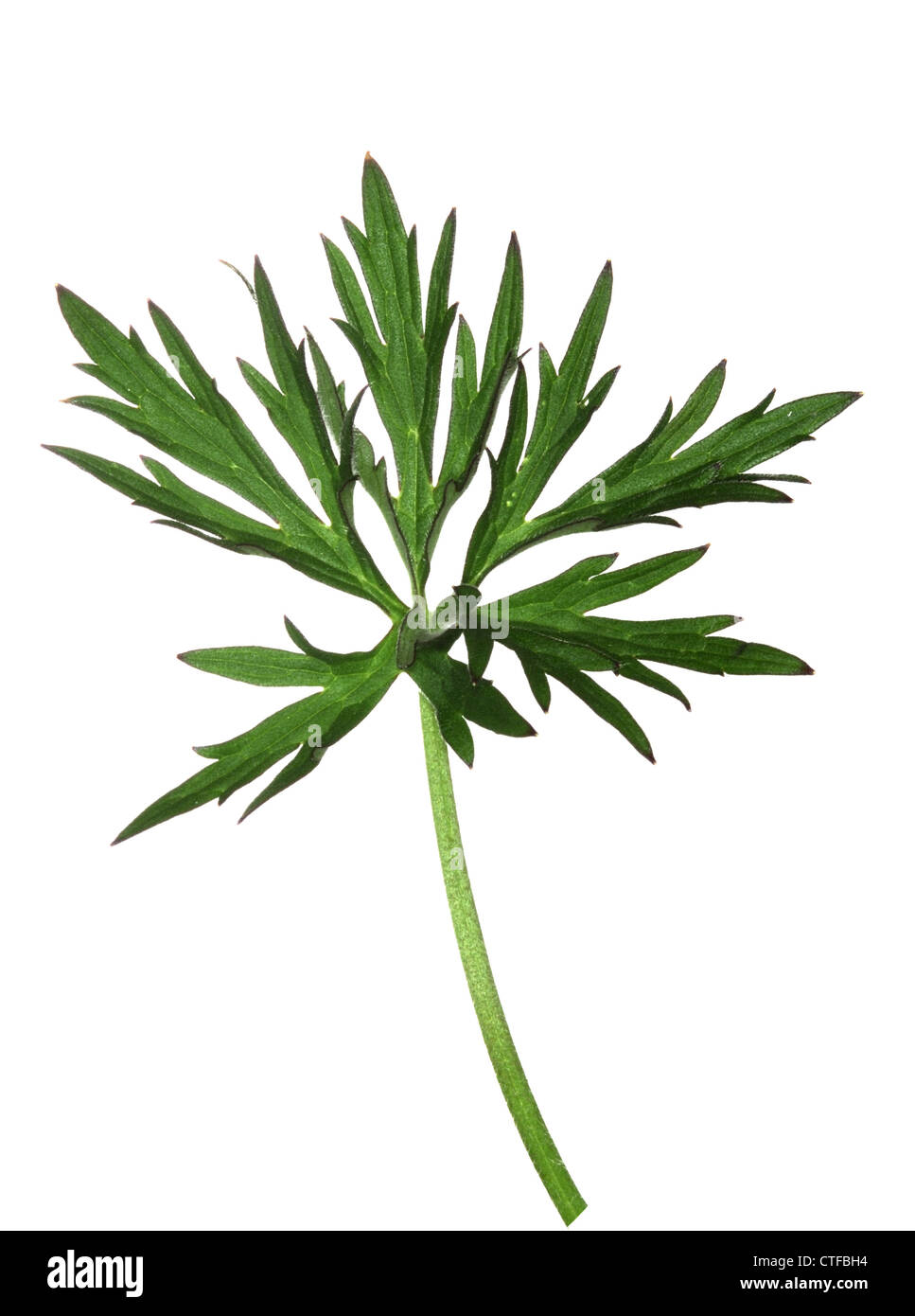 MEADOW BUTTERCUP Ranunculus acris (Ranunculaceae) Stock Photo
