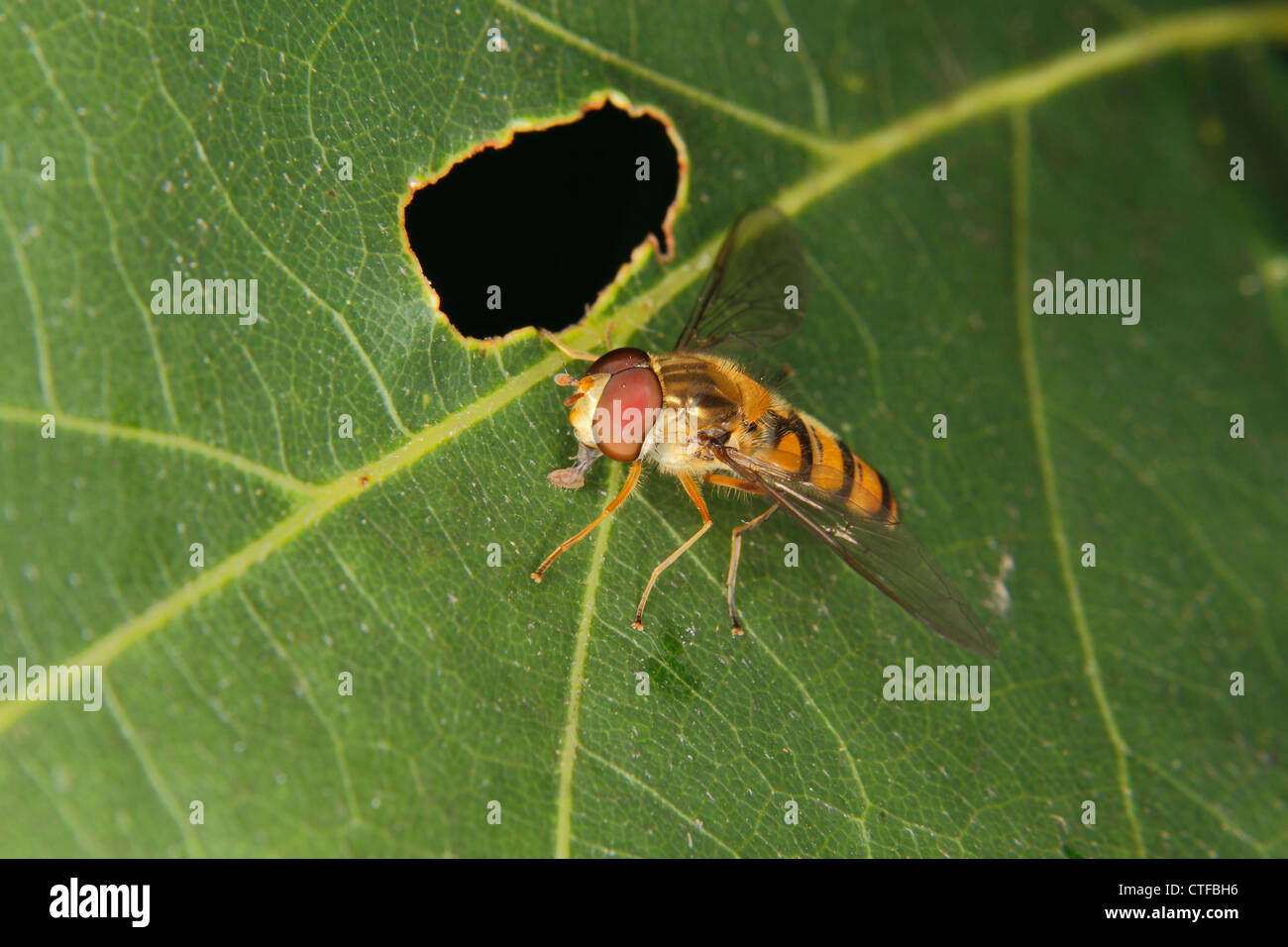 Hoverfly (Helophilus pendulus) on a leaf Stock Photo