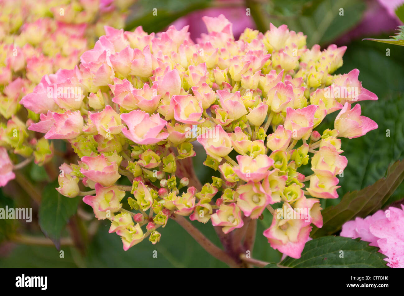 Hydrangea flowering buds hires stock photography and images Alamy
