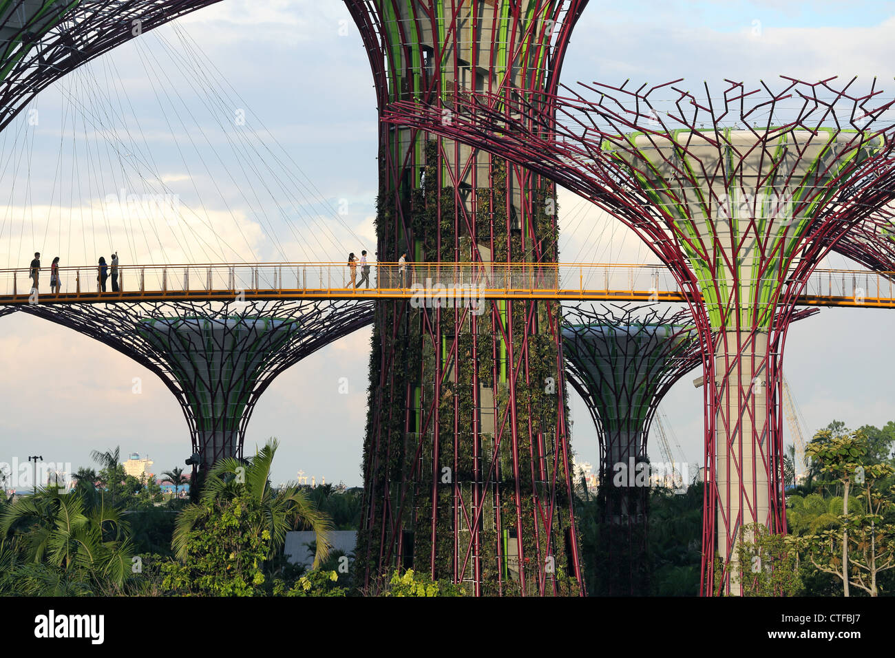 Supertree Grove at Gardens By The Bay in Singapore Stock Photo Alamy