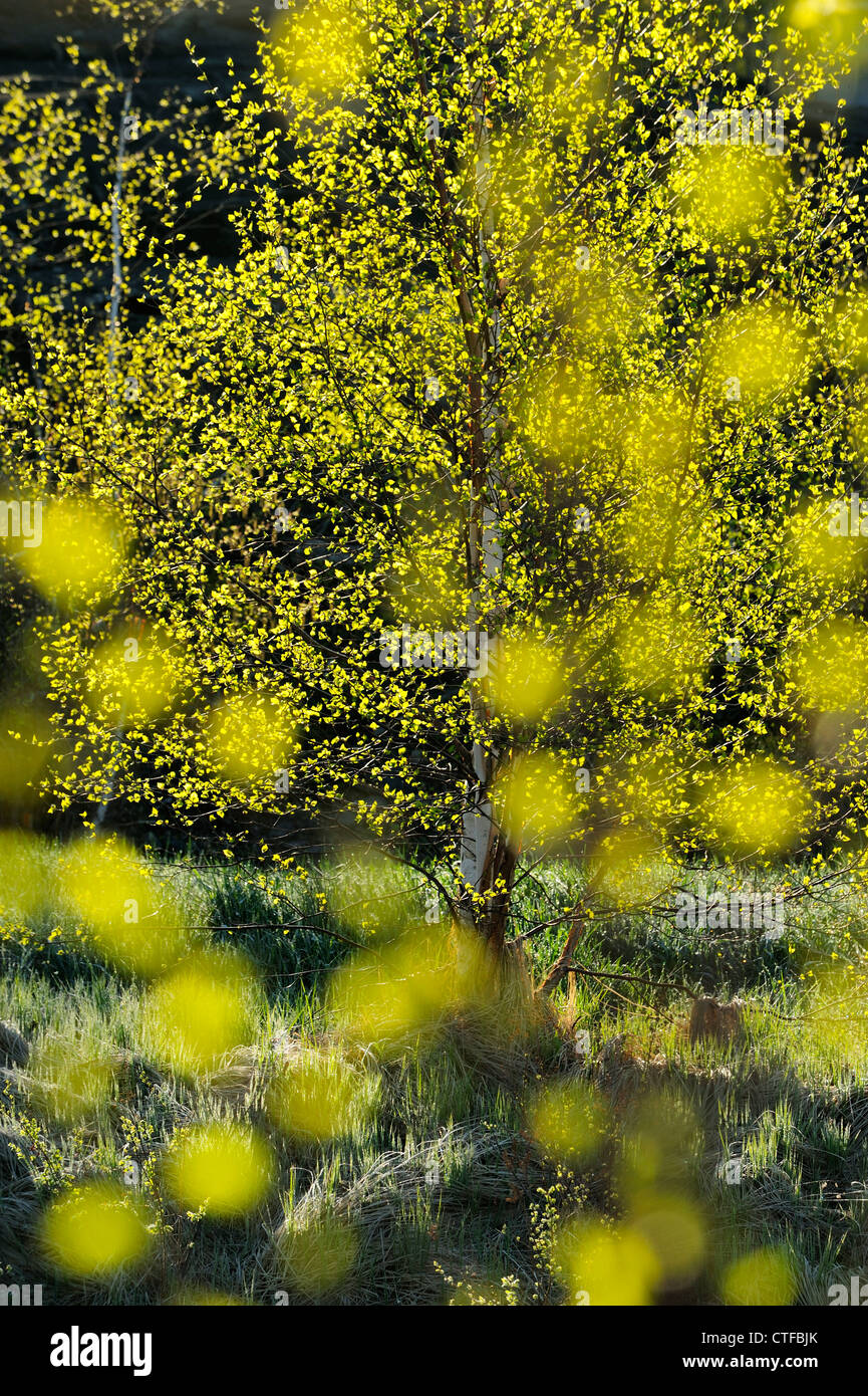 Spring birch trees as seen through out of focus birch leaves, Greater Sudbury, Ontario, Canada Stock Photo