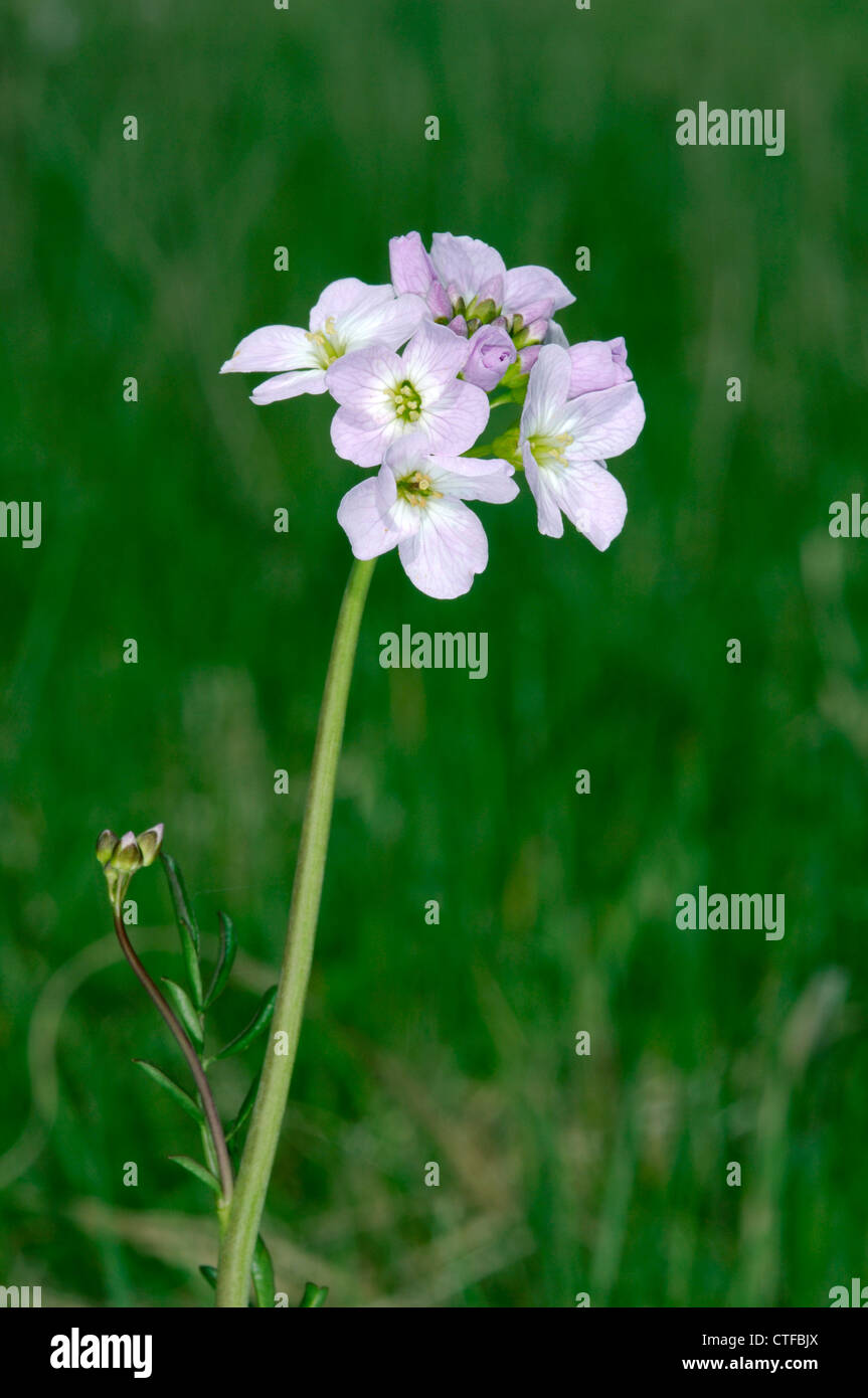 CUCKCOOFLOWER Cardamine pratensis (Brassicaceae) Stock Photo