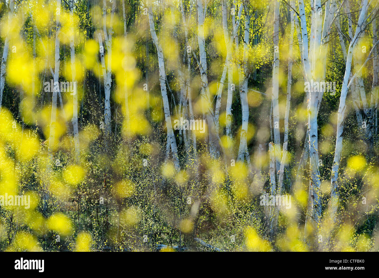 Spring birch trees as seen through out of focus birch leaves, Greater