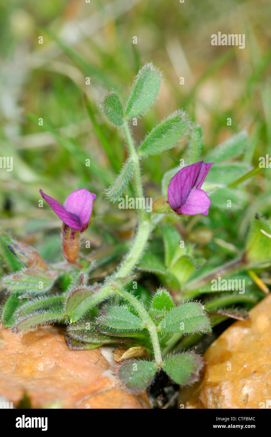 SPRING VETCH Vicia lathyroides (Fabaceae) Stock Photo