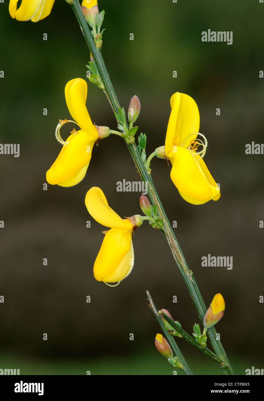 BROOM Cytisus scoparius (Fabaceae) Stock Photo