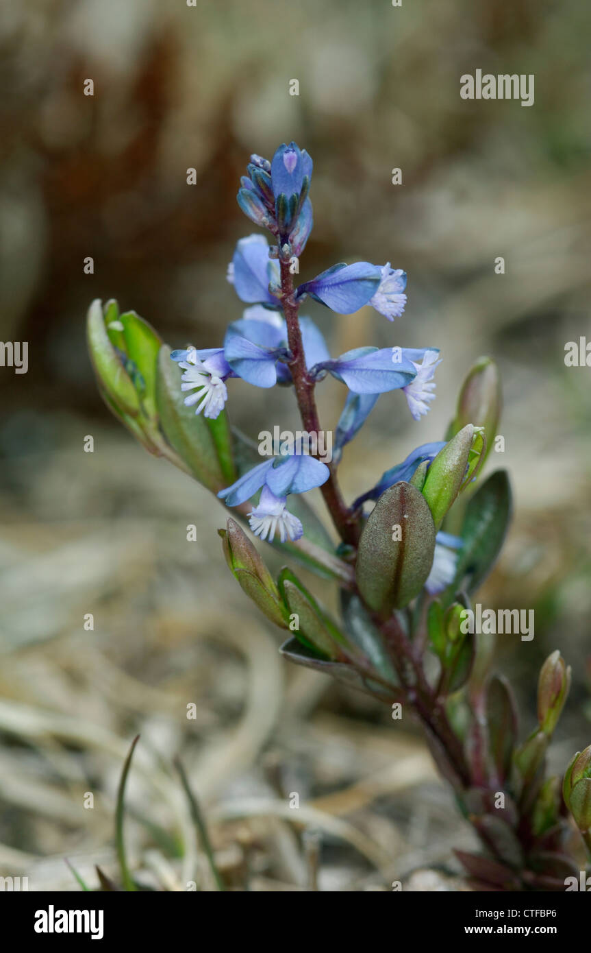 Polygalaceae HEATH MILKWORT Polygala serpyllifolia (Polygalaceae Stock Photo - Alamy