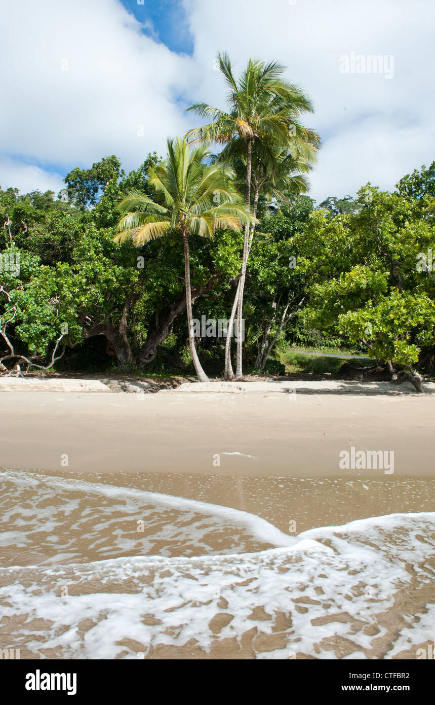 Etty Beach near Innisfail on Queensland's Cassowary Coast is known for spotting these rare birds. Stock Photo