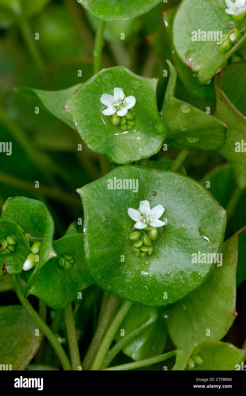 Springbeauty Montia perfoliata Stock Photo