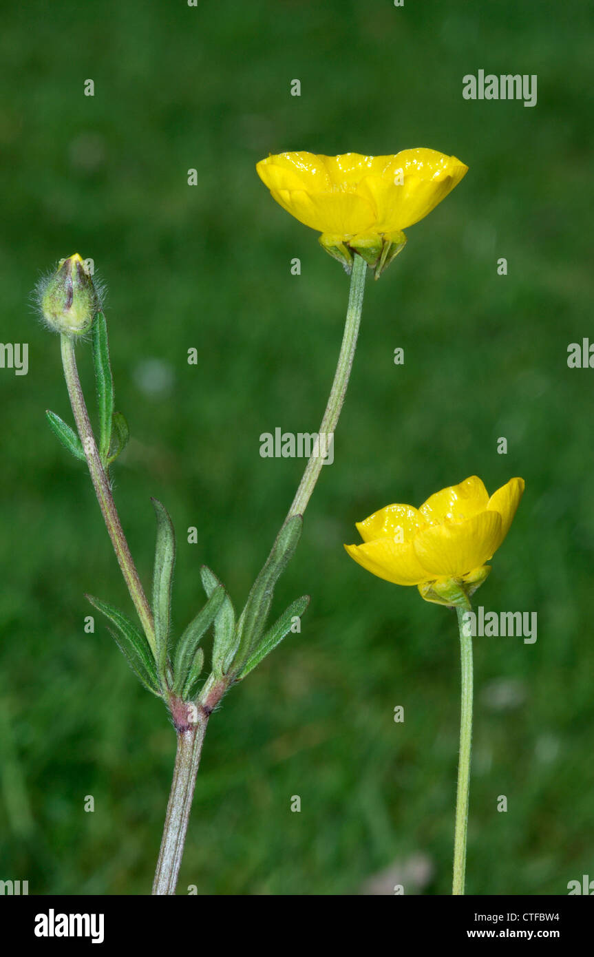 BULBOUS BUTTERCUP Ranunculus bulbosus (Ranunculaceae) Stock Photo